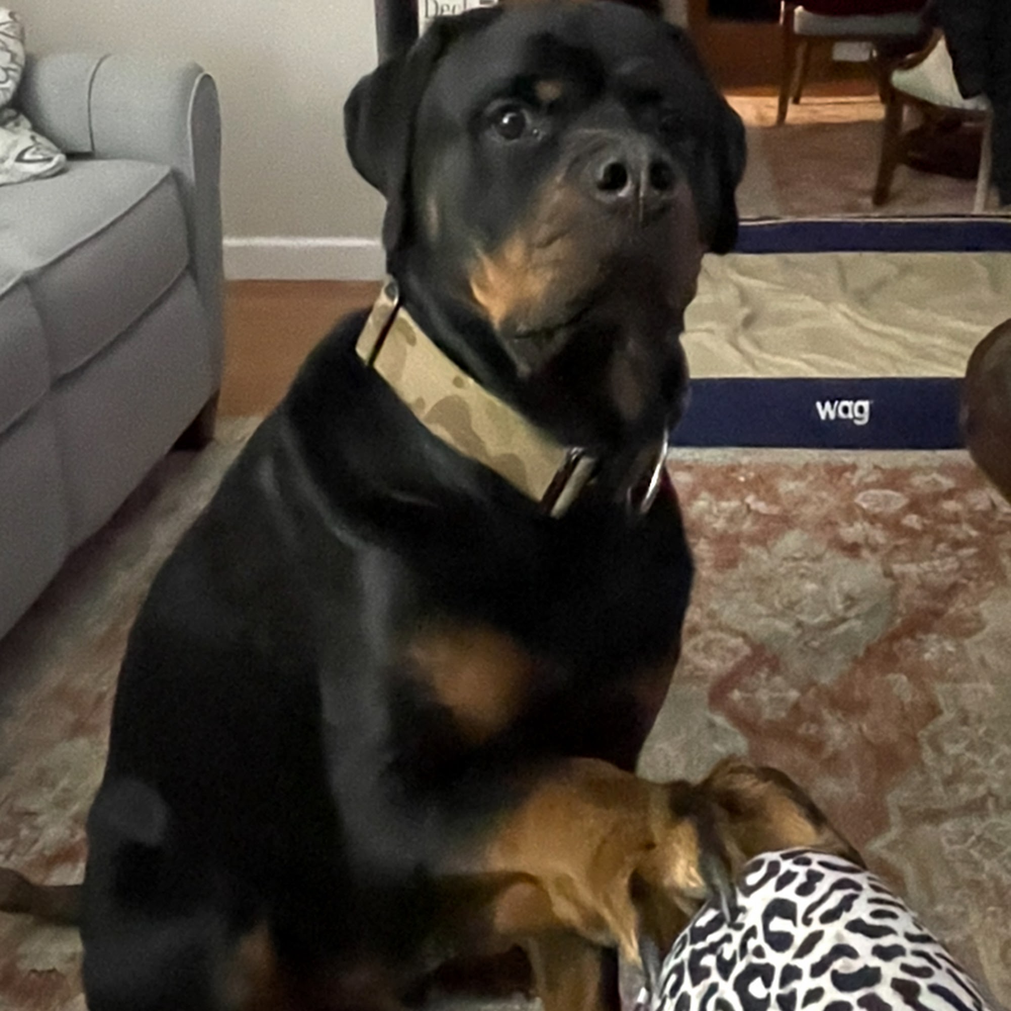 Hudson Highlands Veterinary Medical Group - Hopewell Junction Hopewell Junction