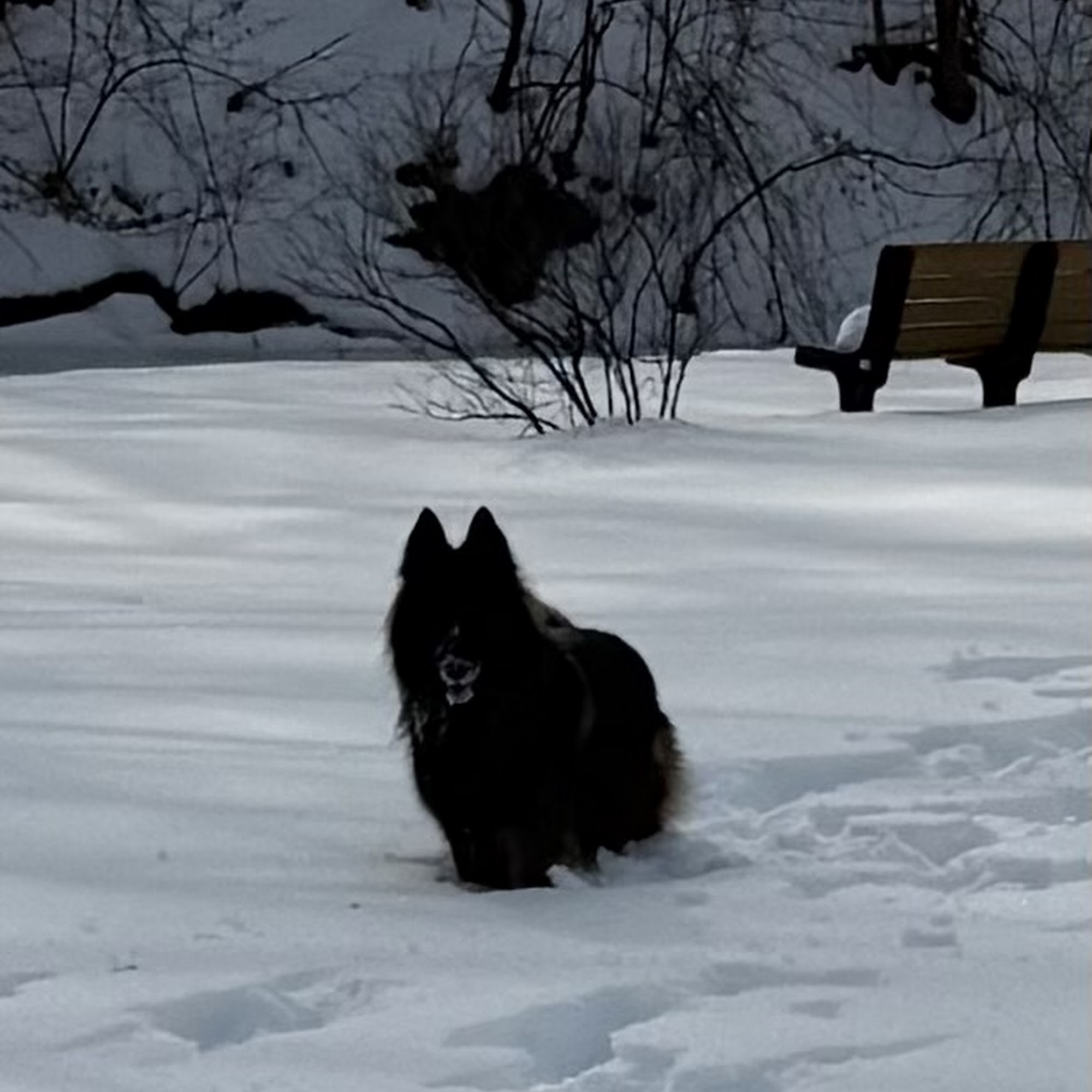 KV Dog Training Hopewell Junction