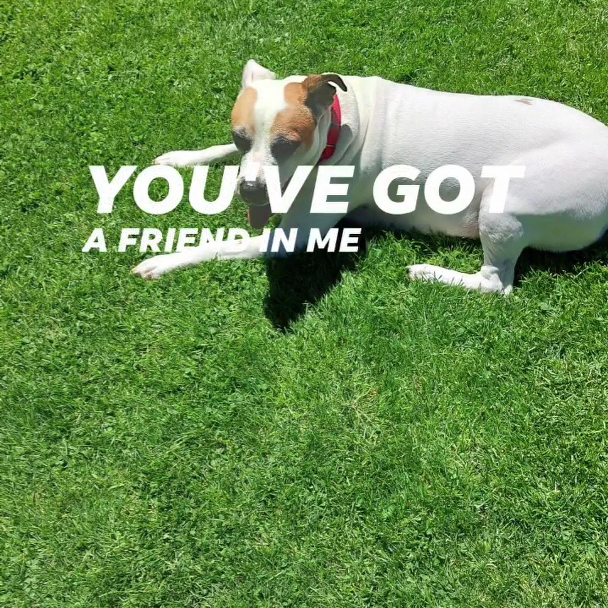 Hornell Animal Hospital Hornell