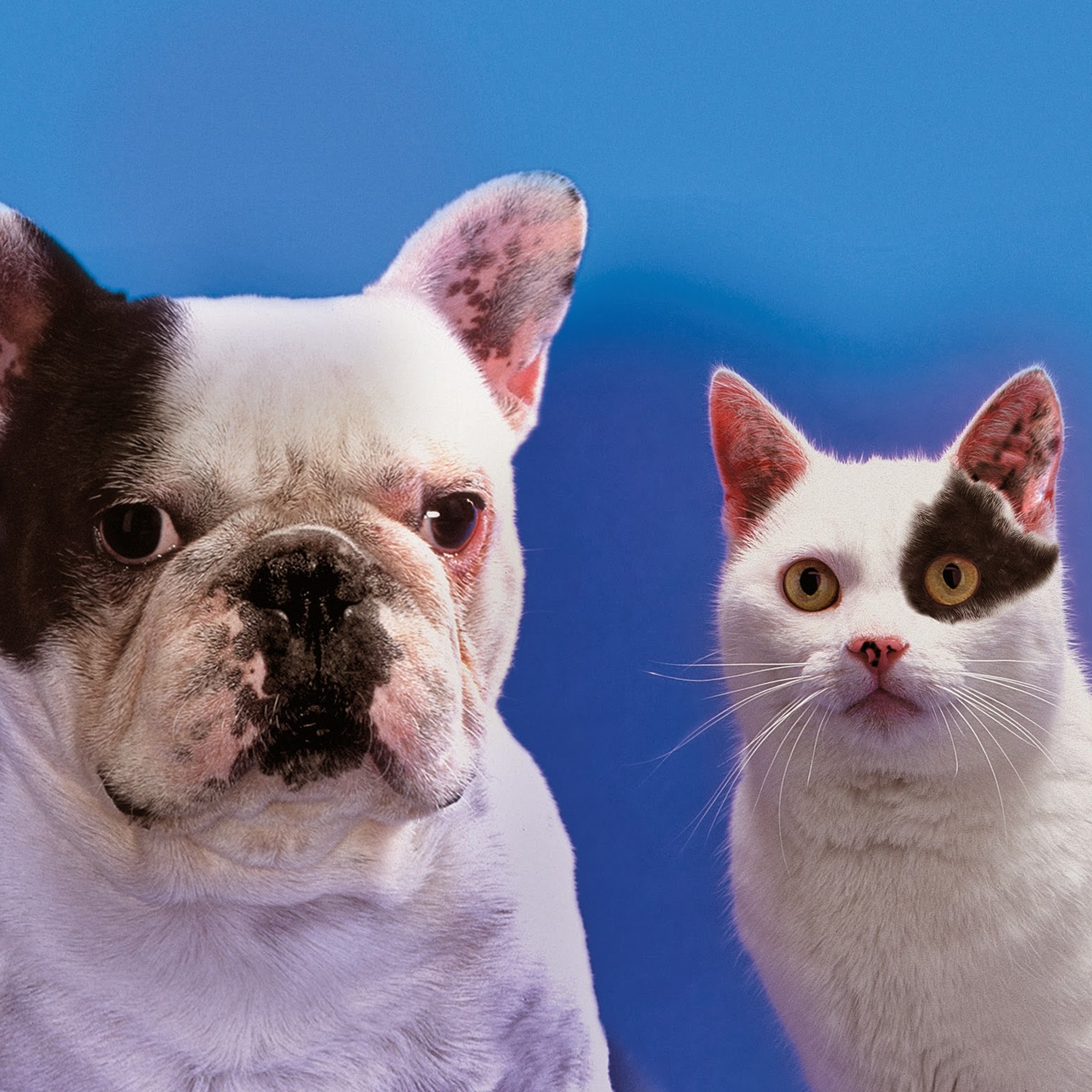 Affordable Veterinary Service Hornell