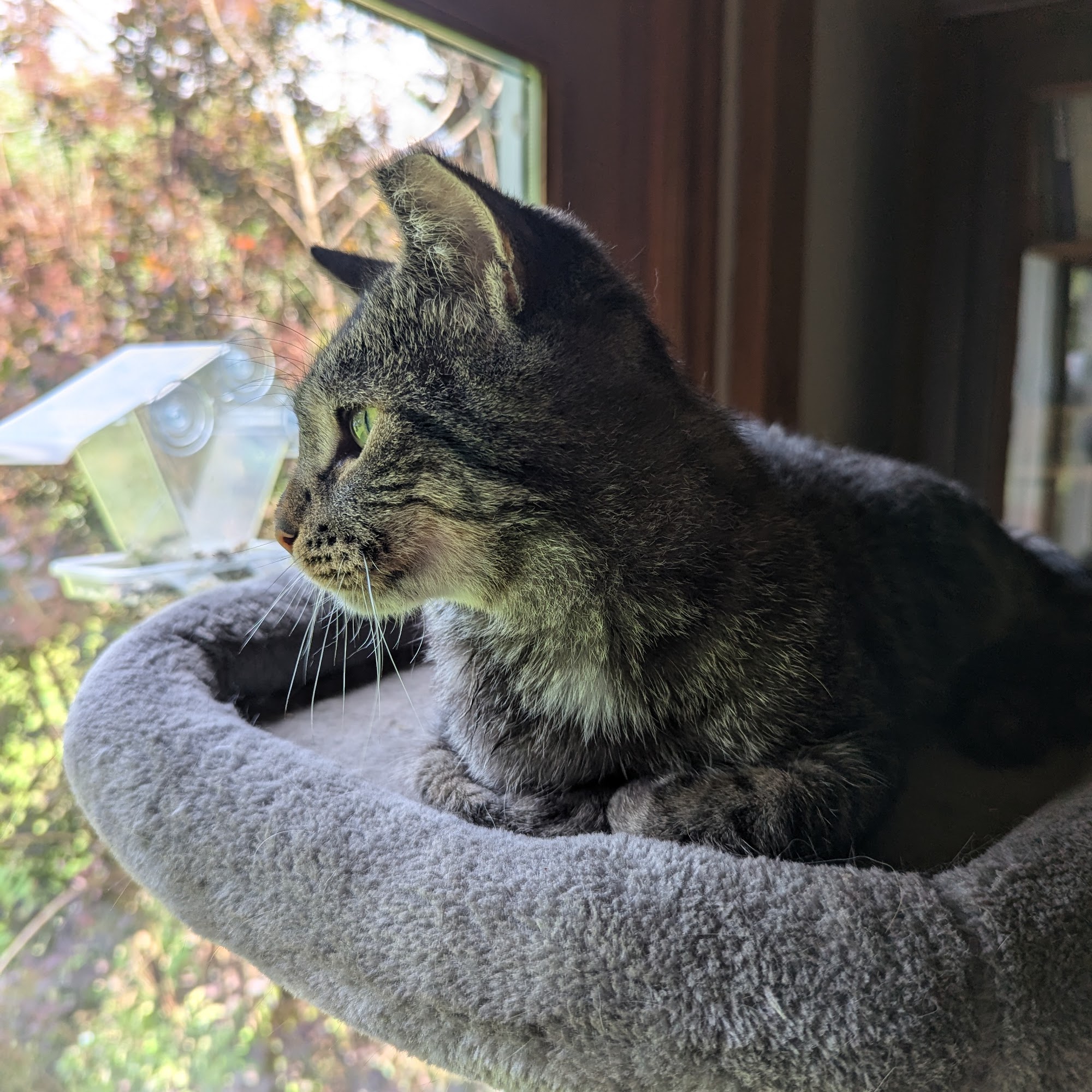 Animal Shelter of Schoharie Valley Howes Cave