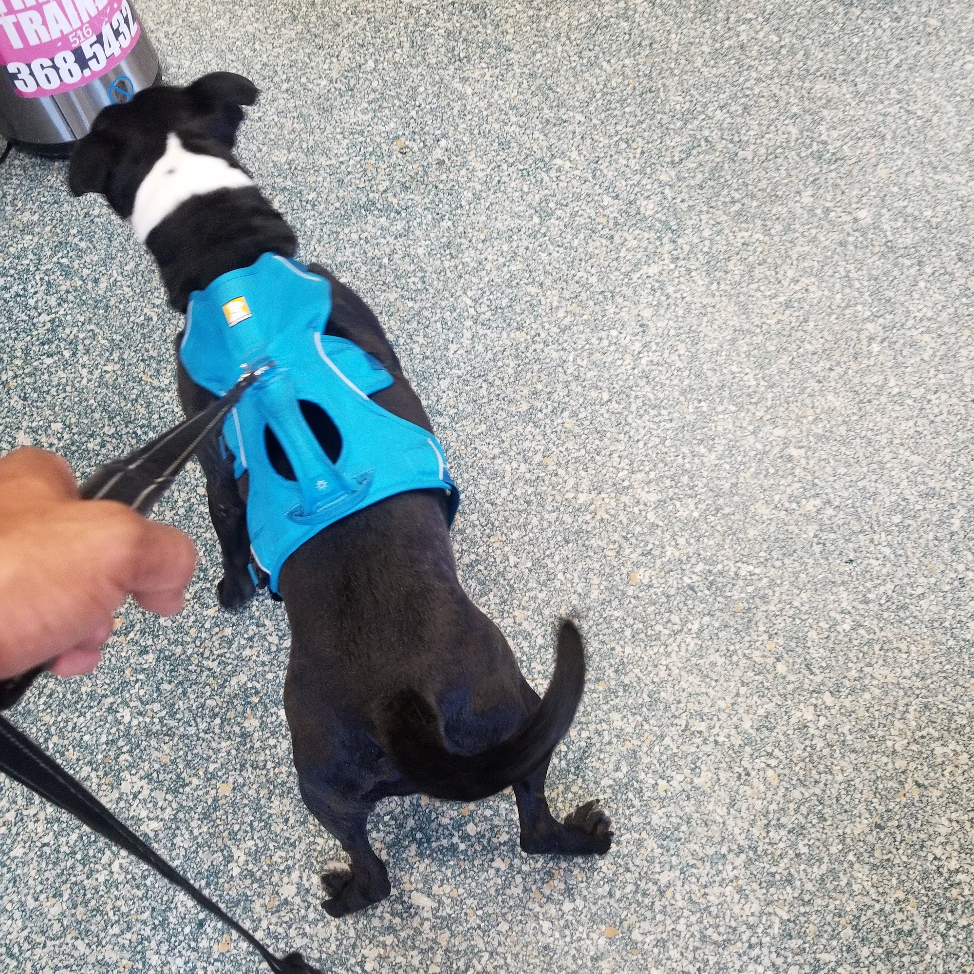 The Animal center LI Huntington Station