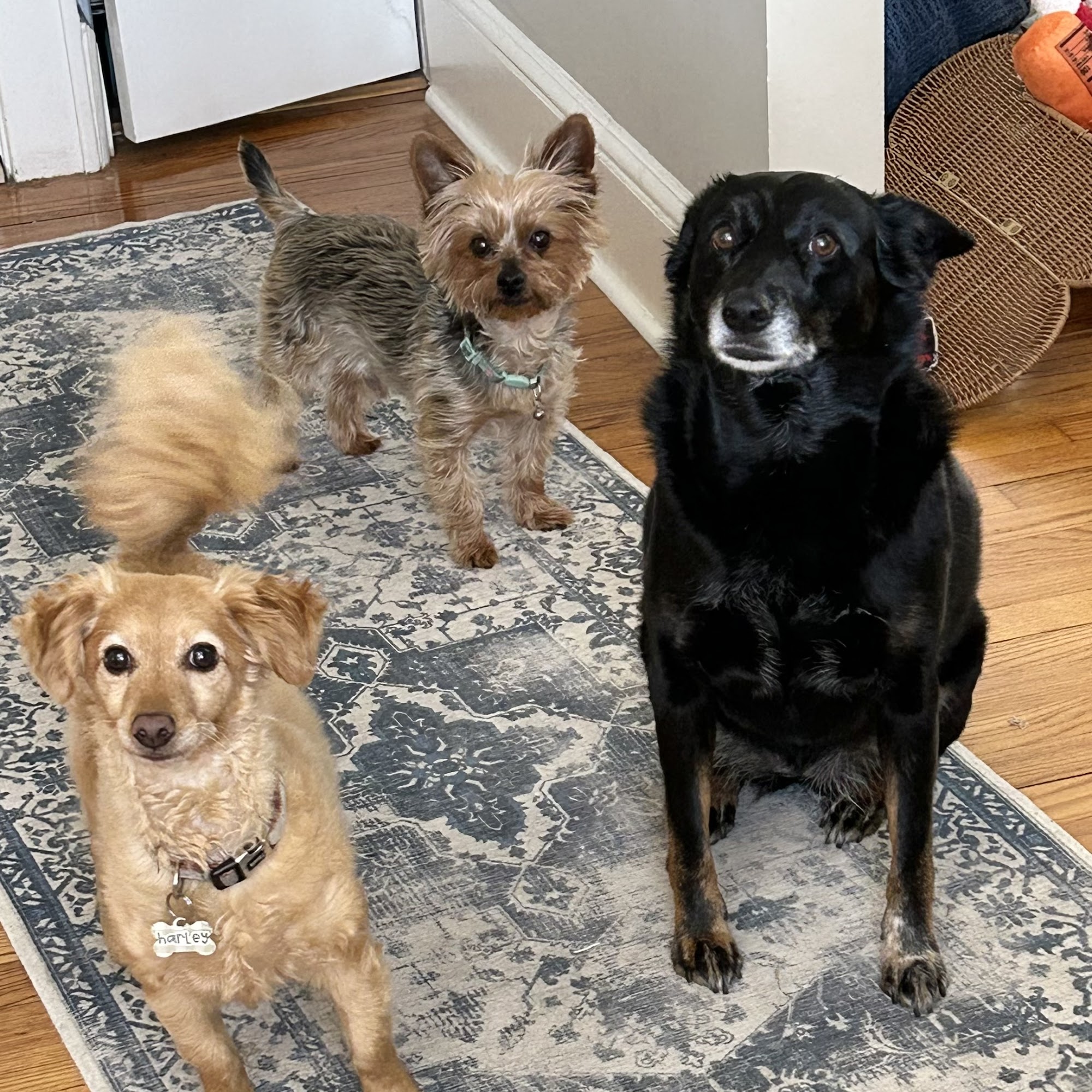 Island Veterinary Group Huntington Station