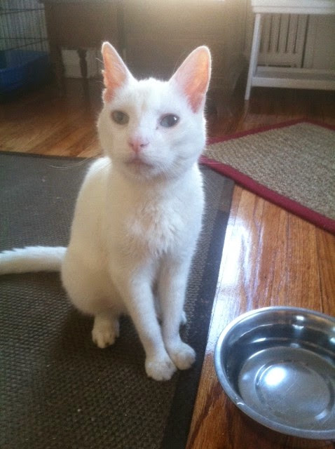 Golden Paw Society Huntington Station