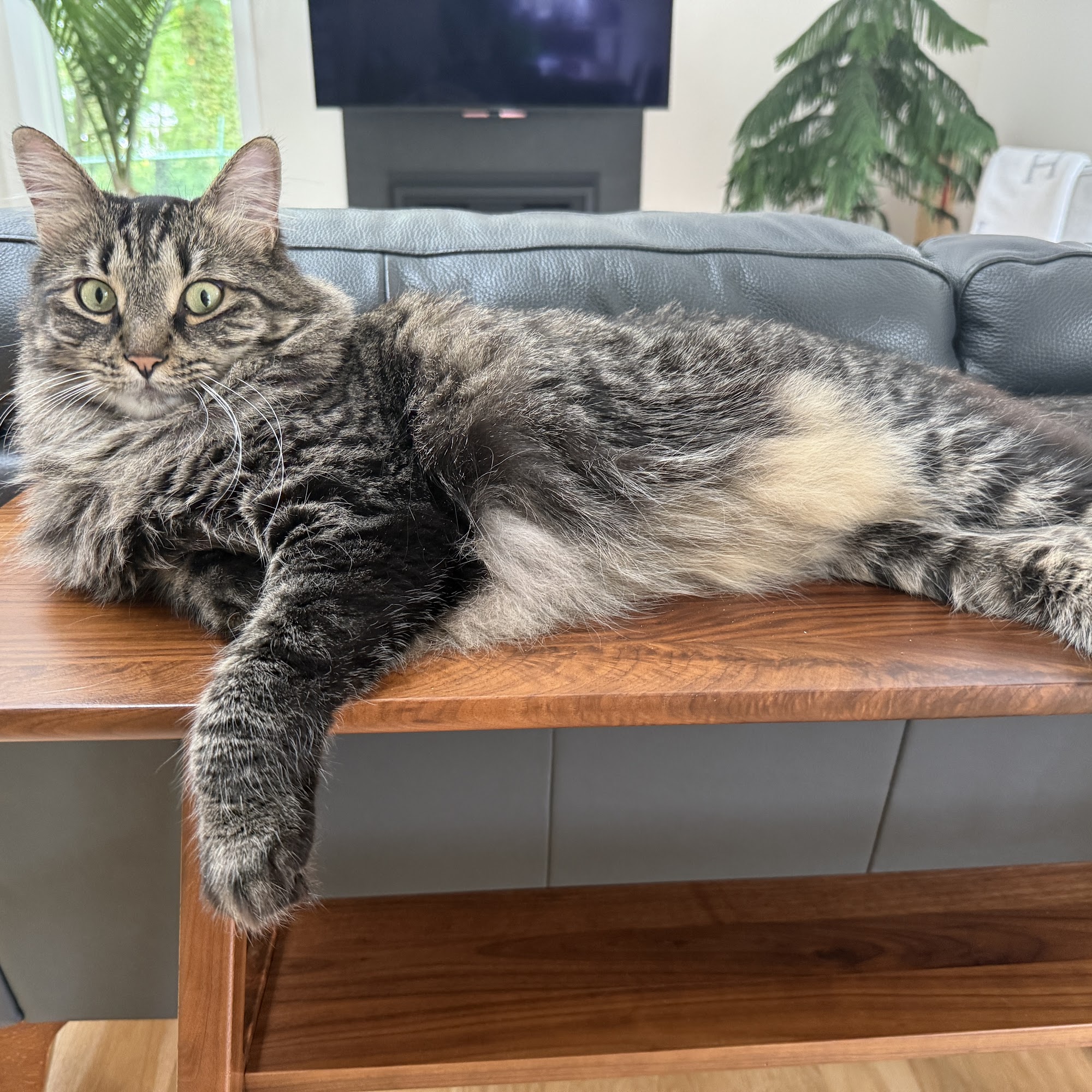 Harborside Veterinary Hospital Huntington