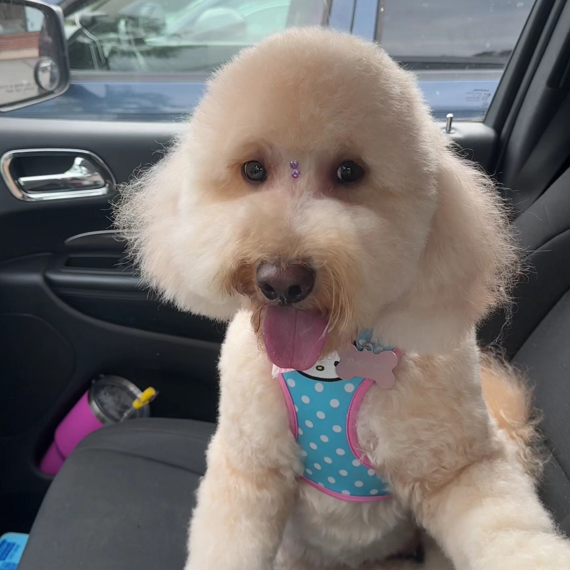 Lucky Paws Pet Grooming Huntington