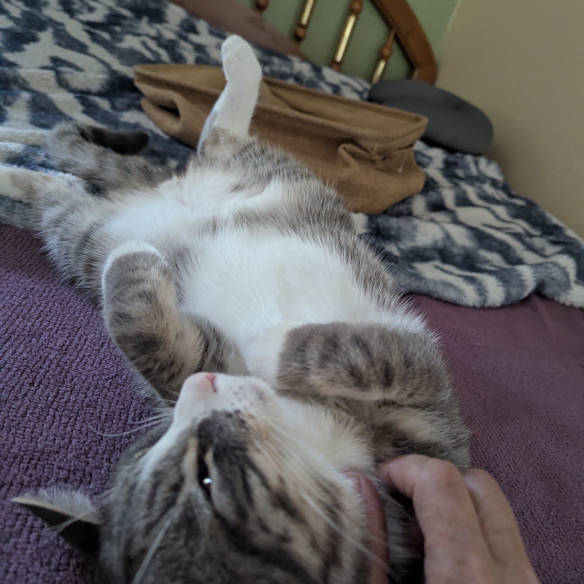 Little Shelter Animal Rescue & Adoption Center Huntington