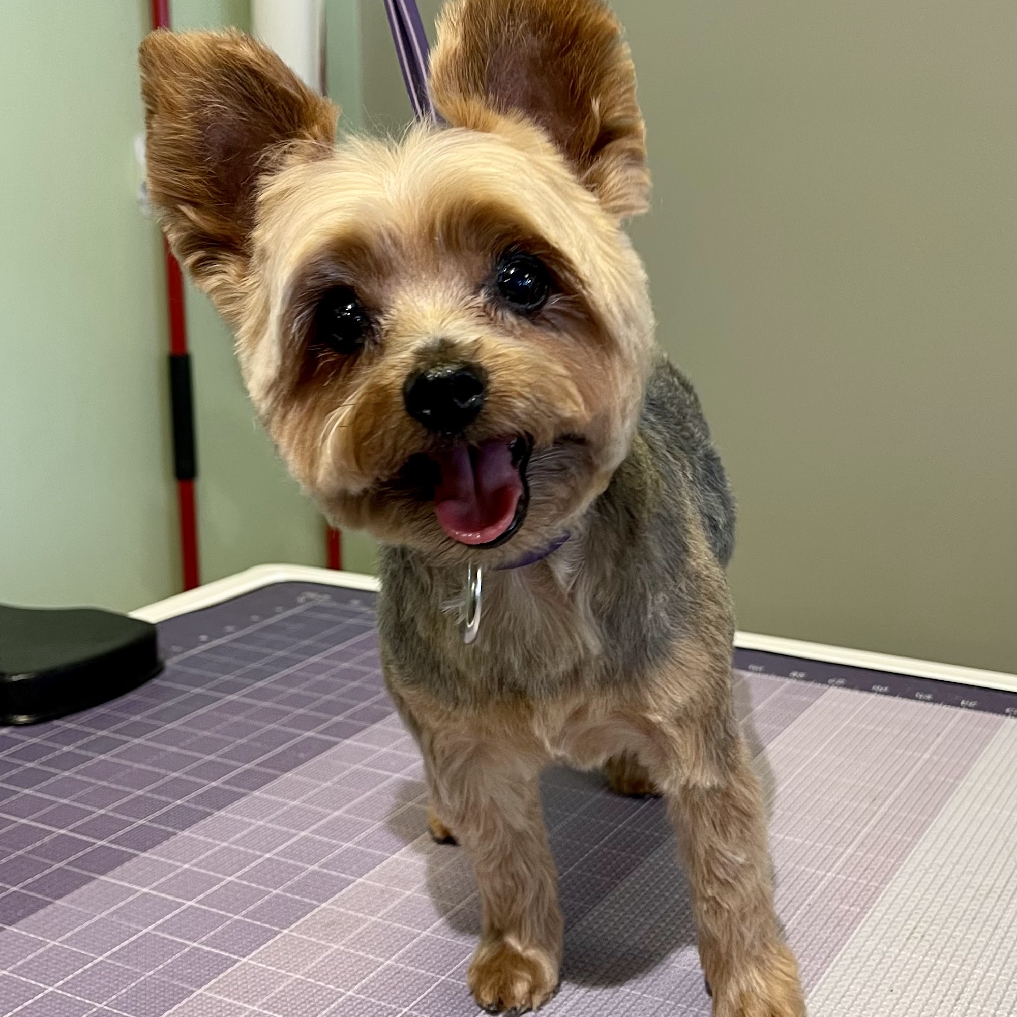 The Dapper Dog Pet Grooming Irondequoit