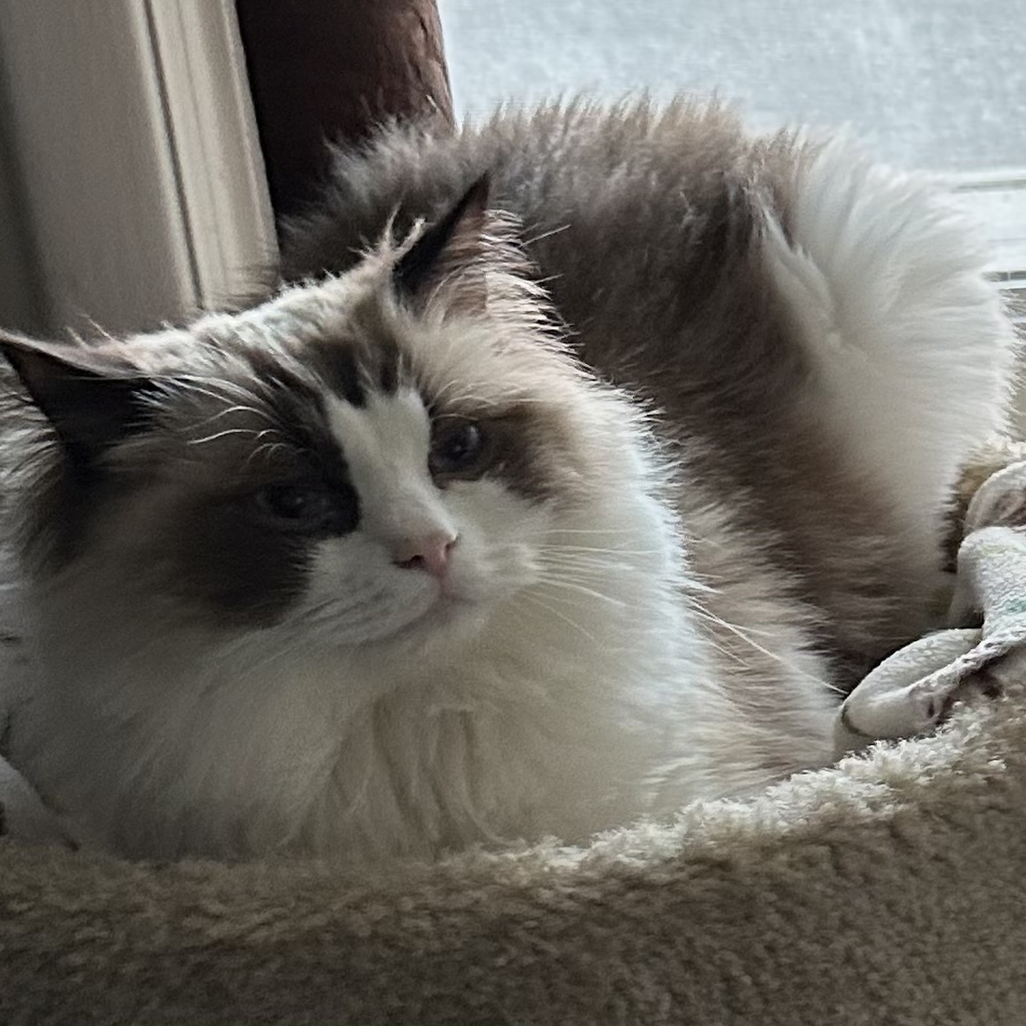 Fluffy Angel Pet Grooming & Spa Island Park