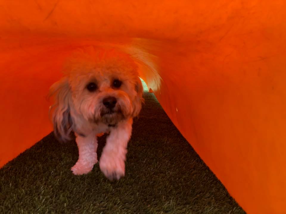 Hounds Town Island Park Island Park