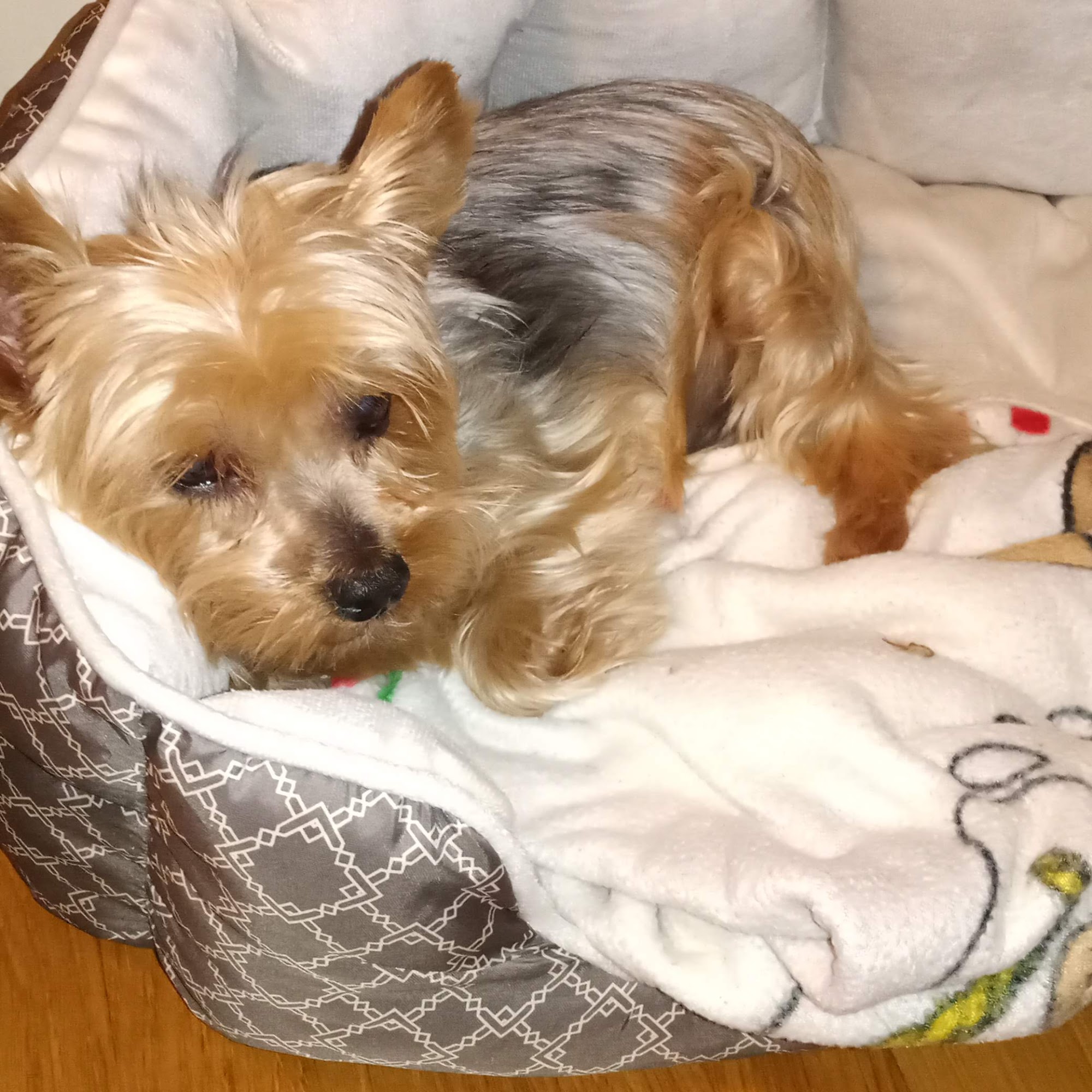 Islip Animal Hospital Islip