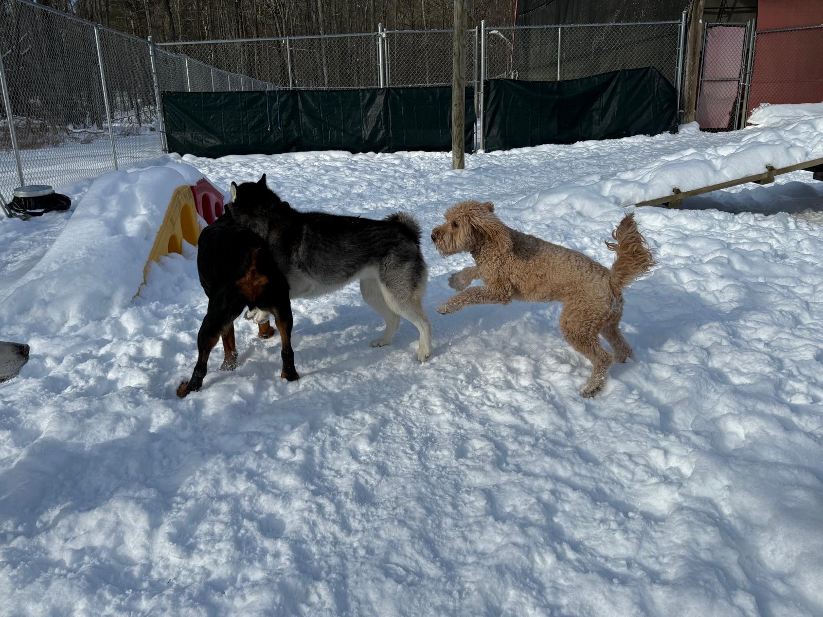 Bed and Biscuit of Ithaca - Country Club for Dogs and Cats Ithaca