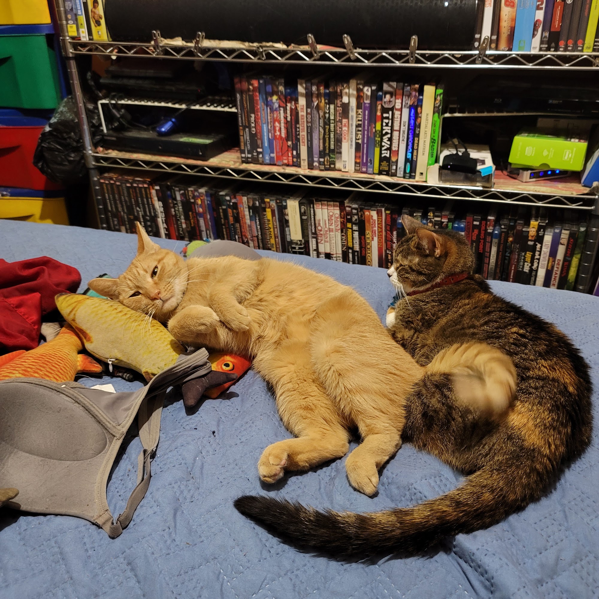 Noah's Ark Pet Clinic Jackson Heights