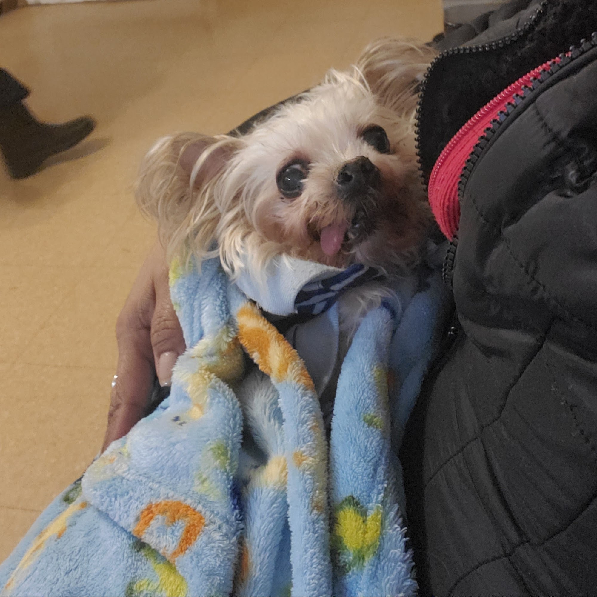 Ozone Park Animal Clinic Jamaica