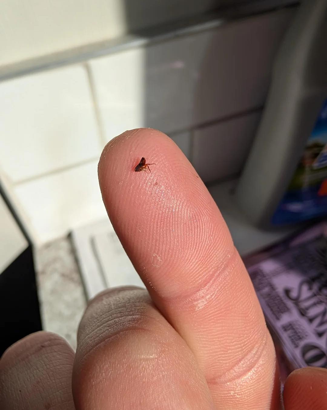 Cuts Fur Mutts Pet Grooming Jamestown