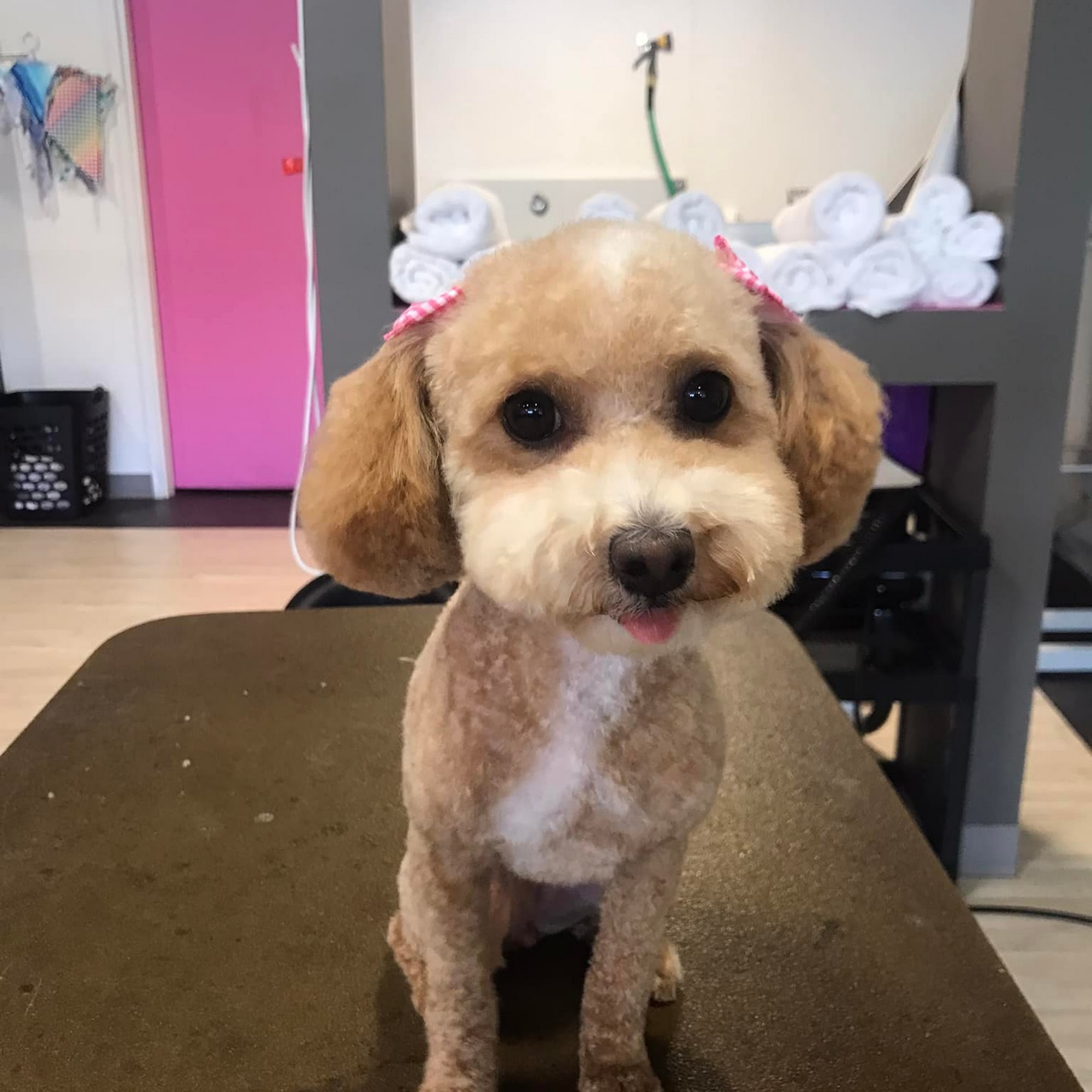 Barking Beauties Jamestown