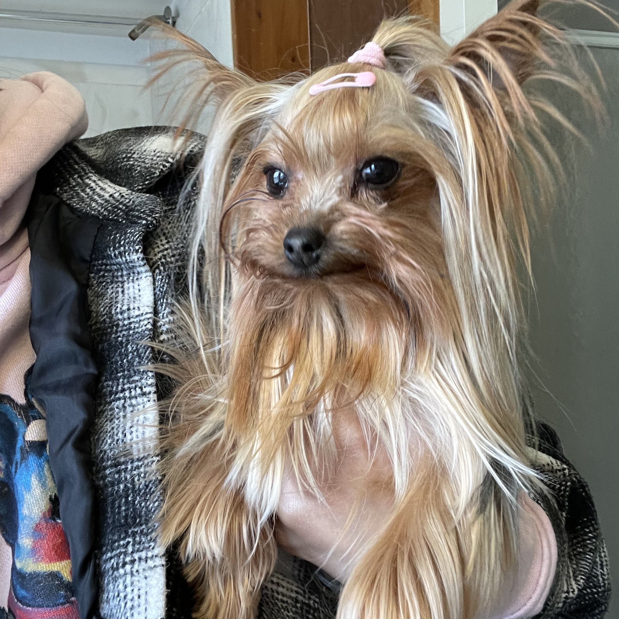 Kanine Corner Pet Grooming Jamestown