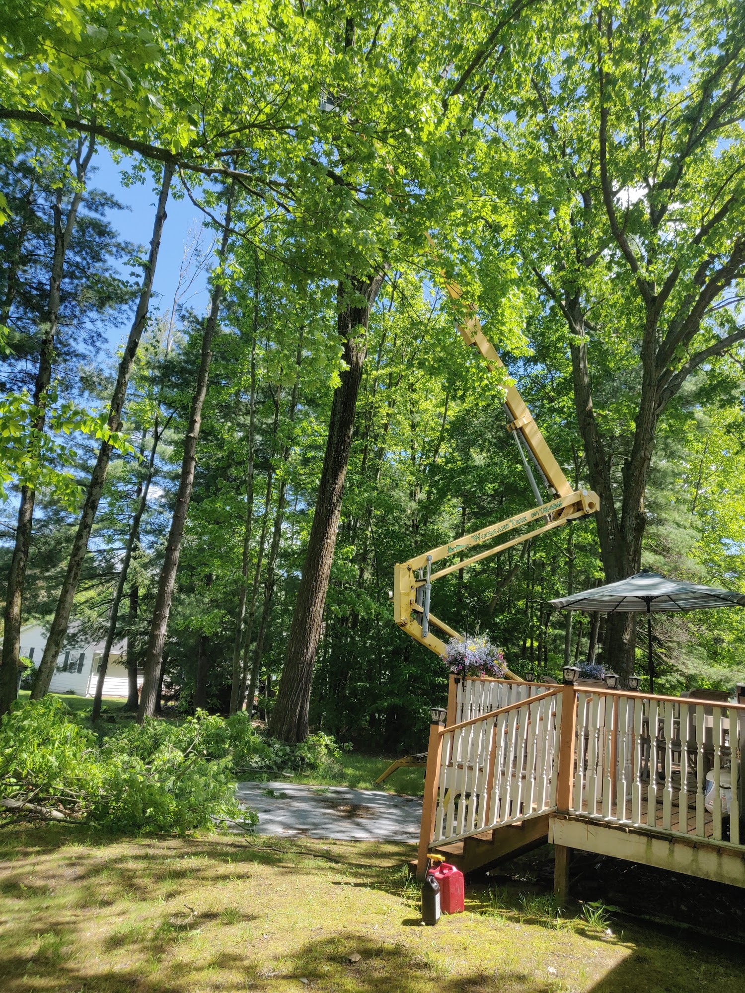 Woodland Tree Services