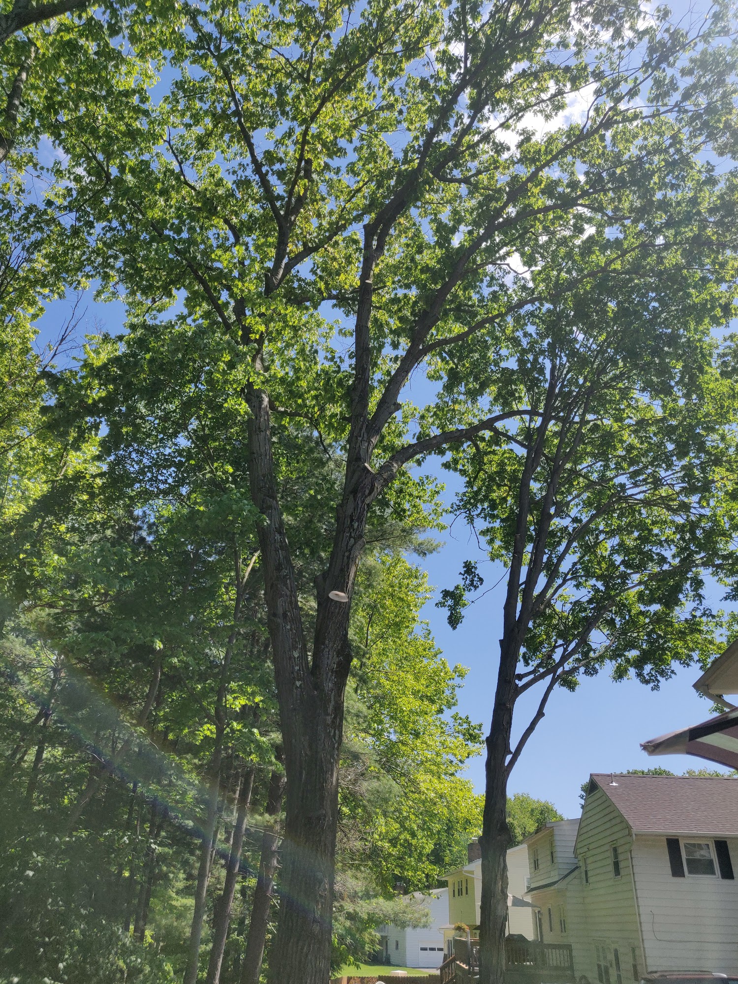 Woodland Tree Services