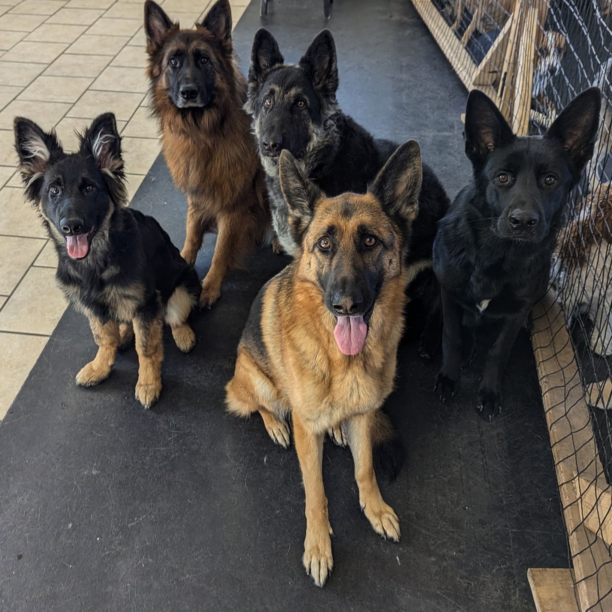 The K-9 District Johnson City