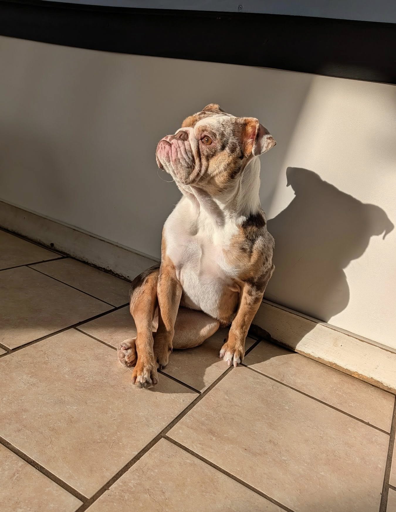 The K-9 District Johnson City