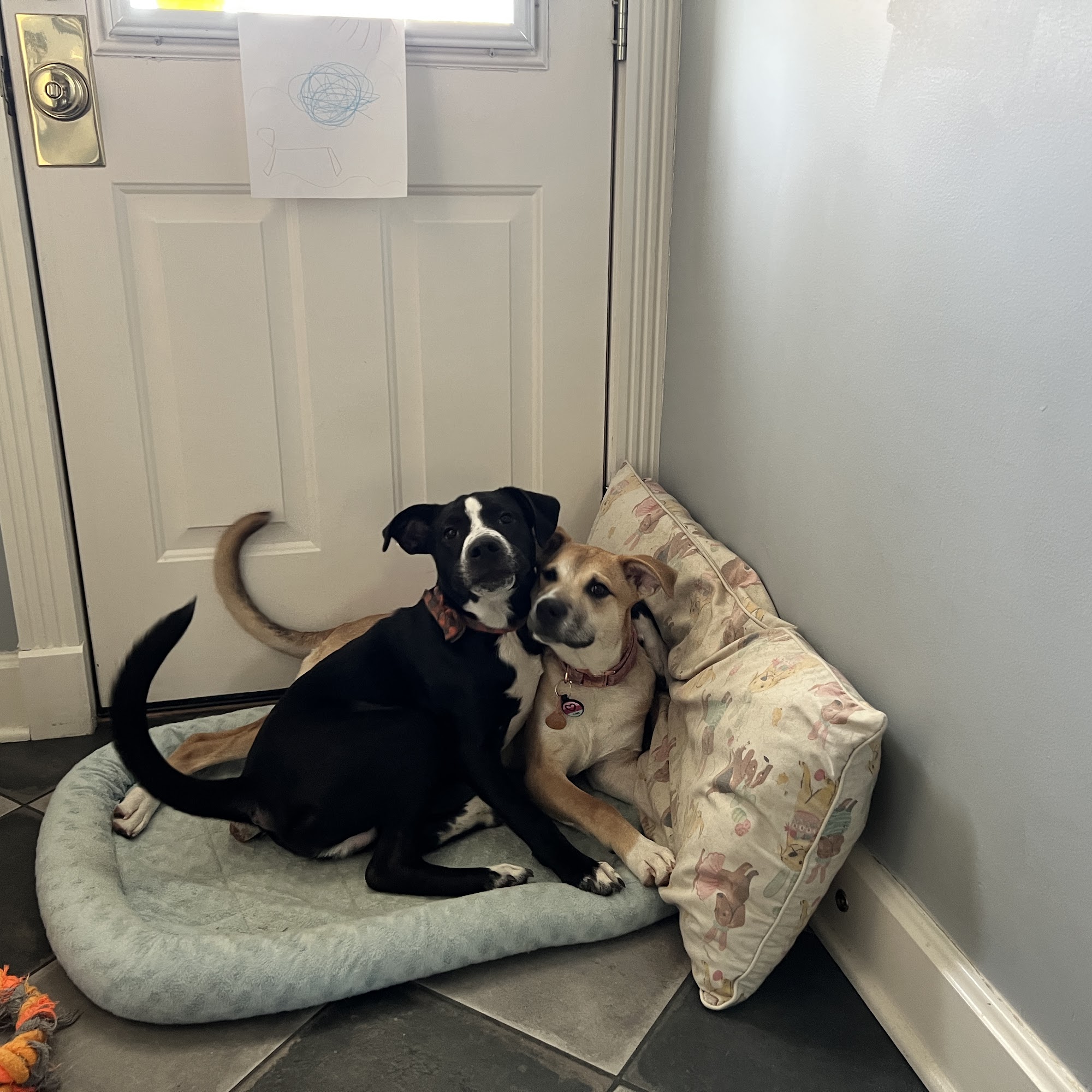 Stone Meadow Kennel Johnson City