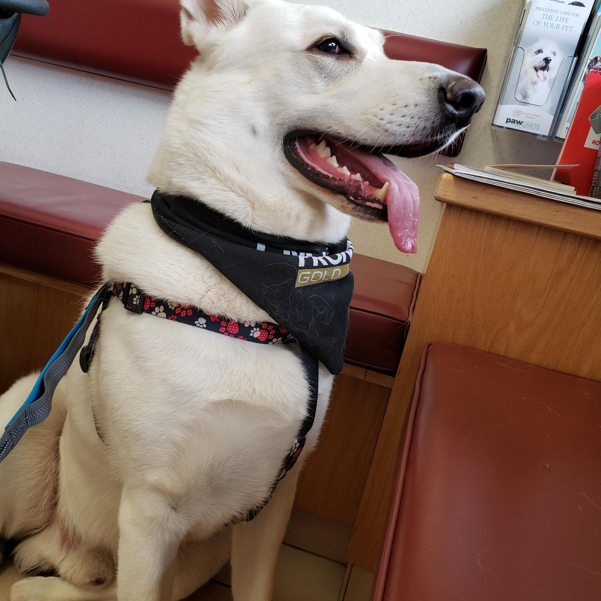 Kenmore Animal Hospital Kenmore