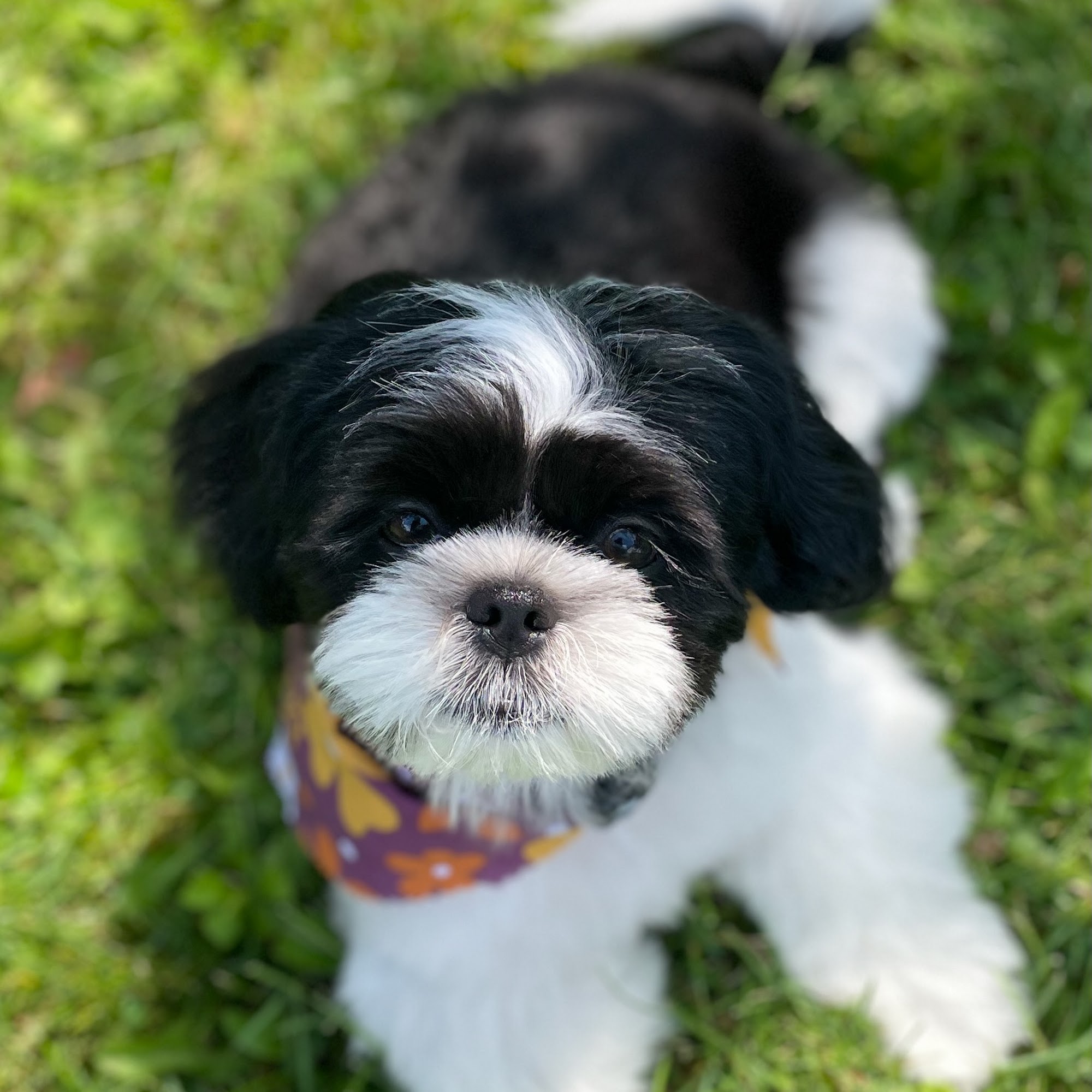 The Laundromutt Kenmore