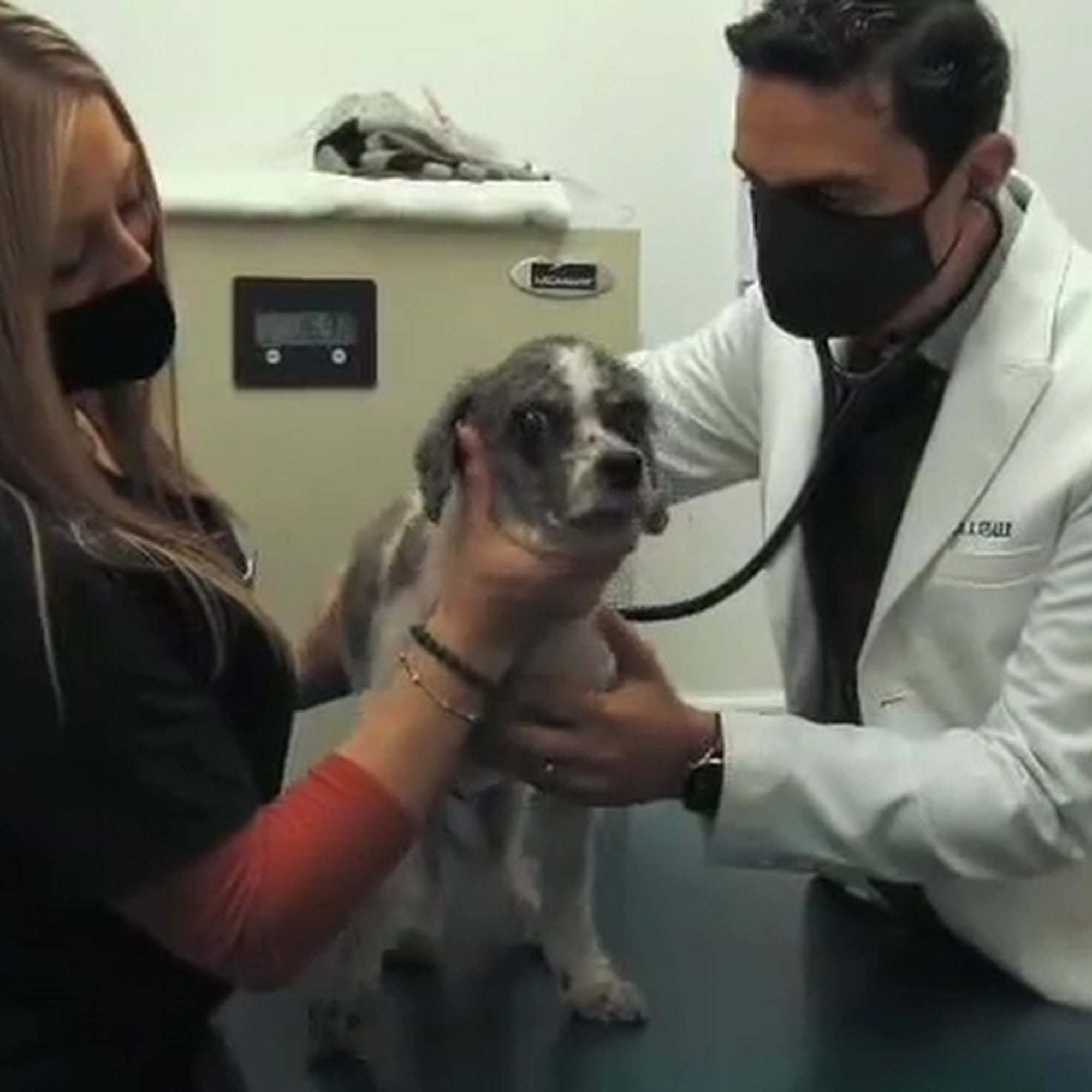 Kew Gardens Animal Hospital Kew Gardens