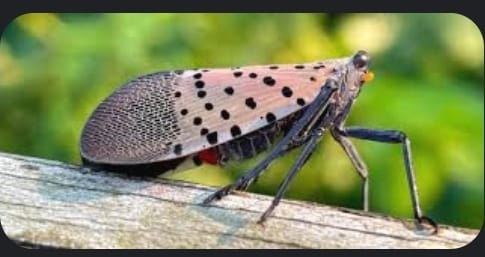 Kane Exterminating Corp.