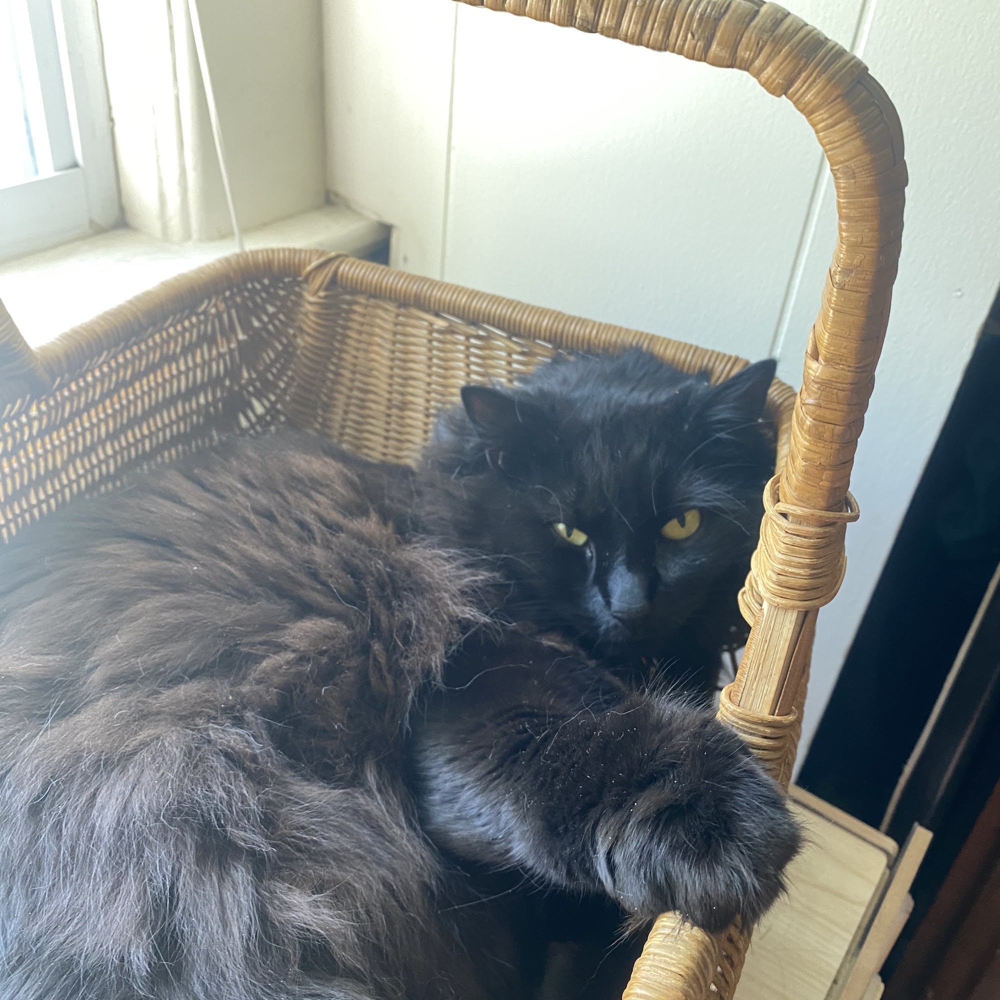 Banister Animal Hospital Kingston