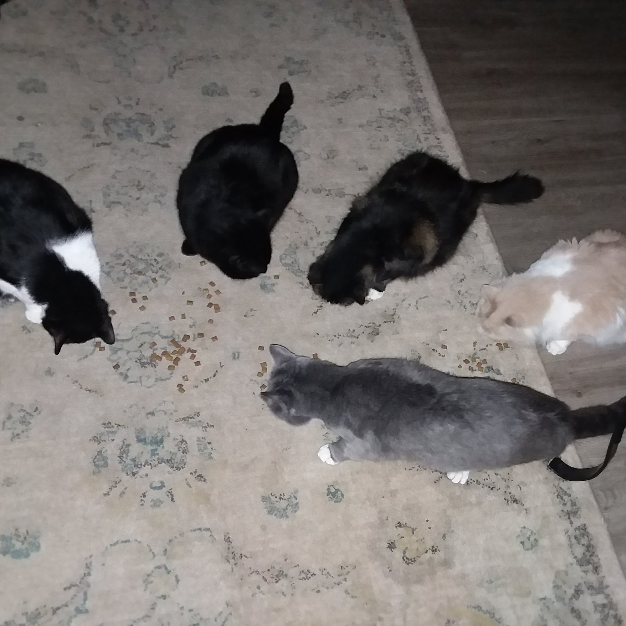 Ulster Animal Hospital Kingston