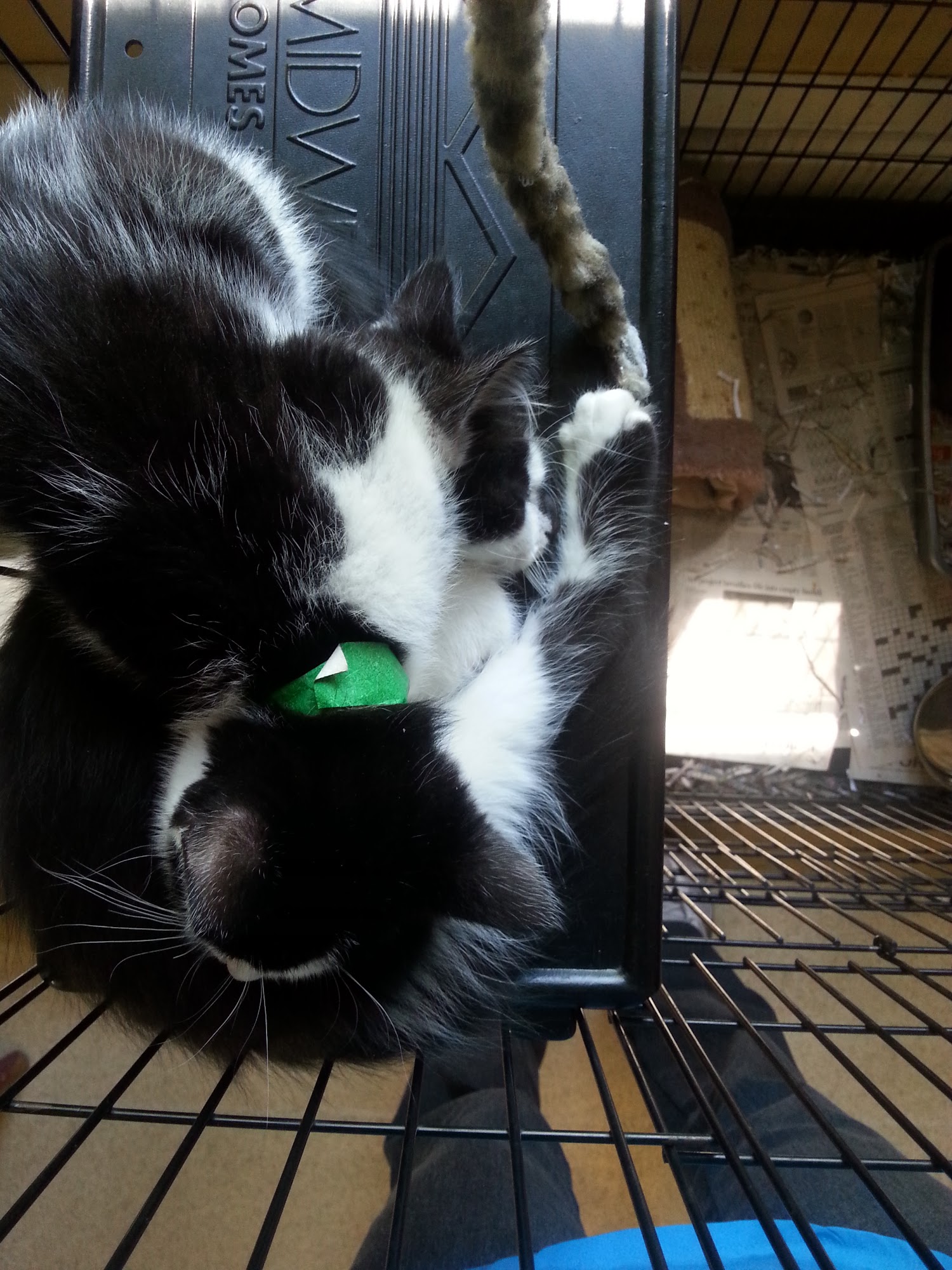 Kingston Animal Hospital Kingston