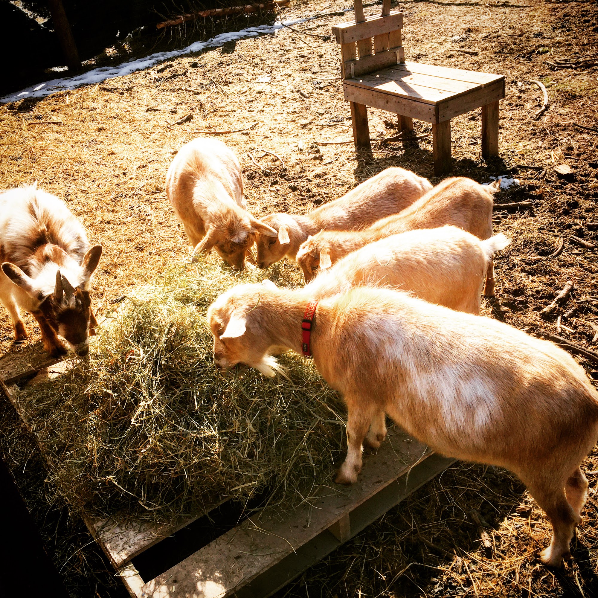 Alex Von Salad LLC Kingston