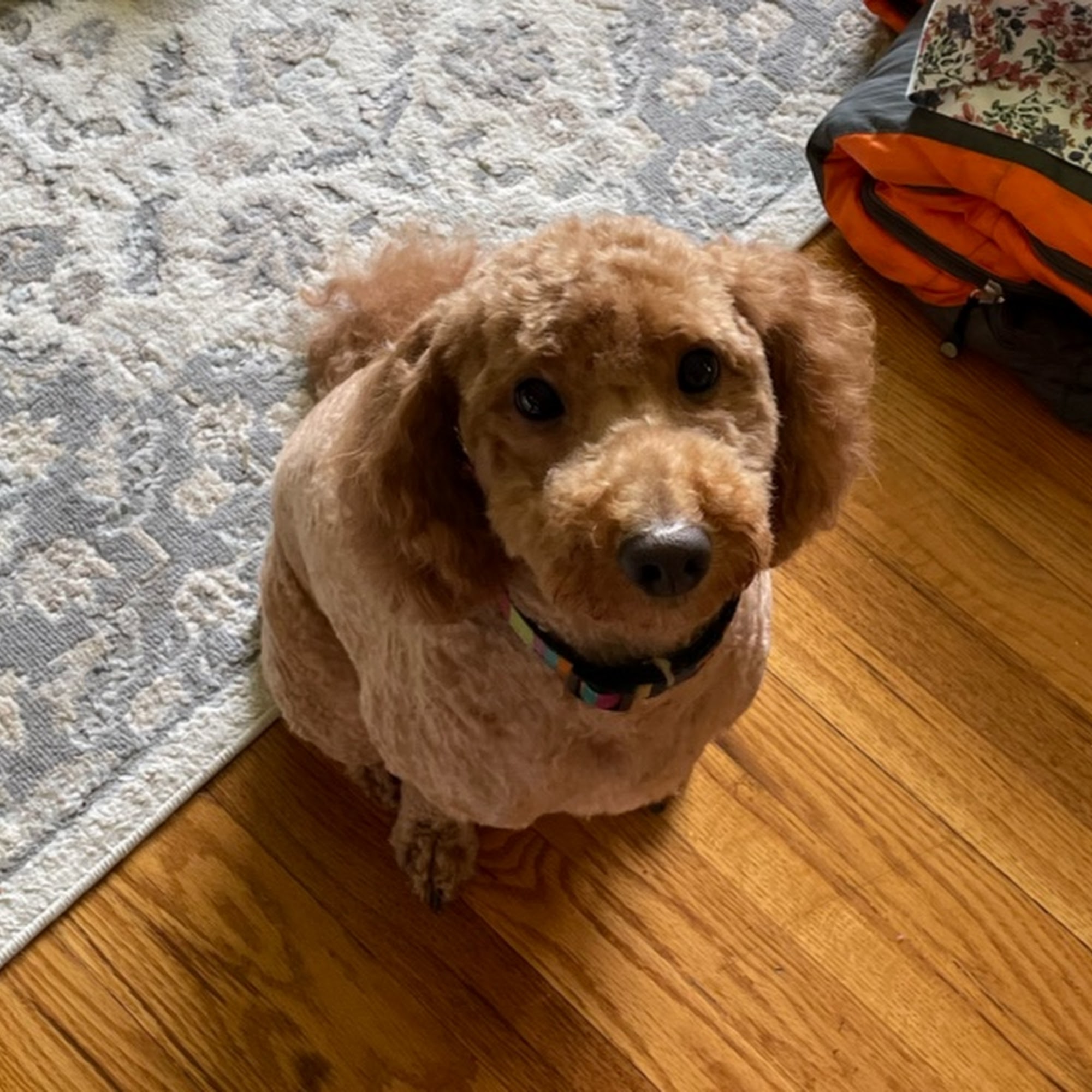 Pretty Pet Parlor Kingston