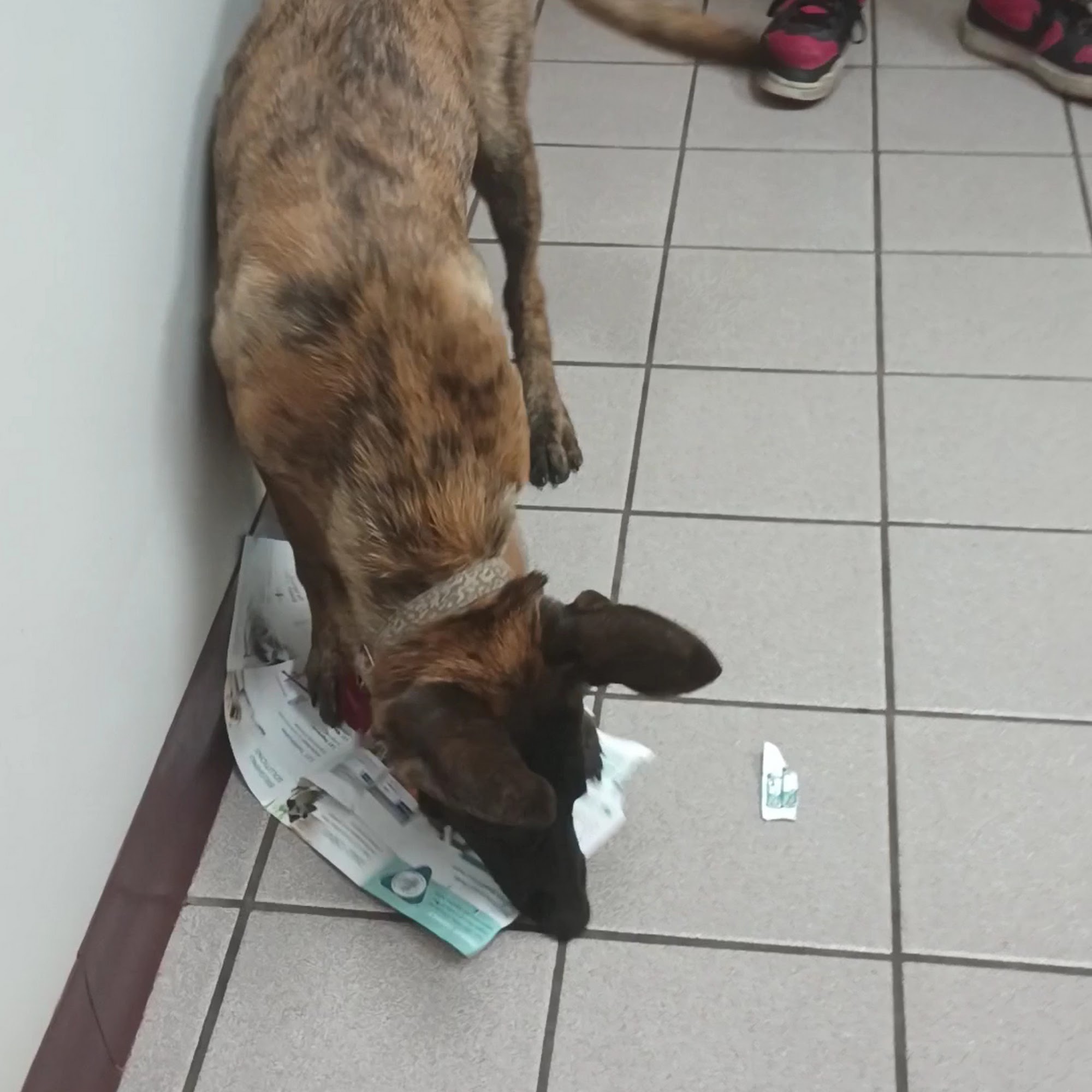 Community Pet Care Hospital Lackawanna