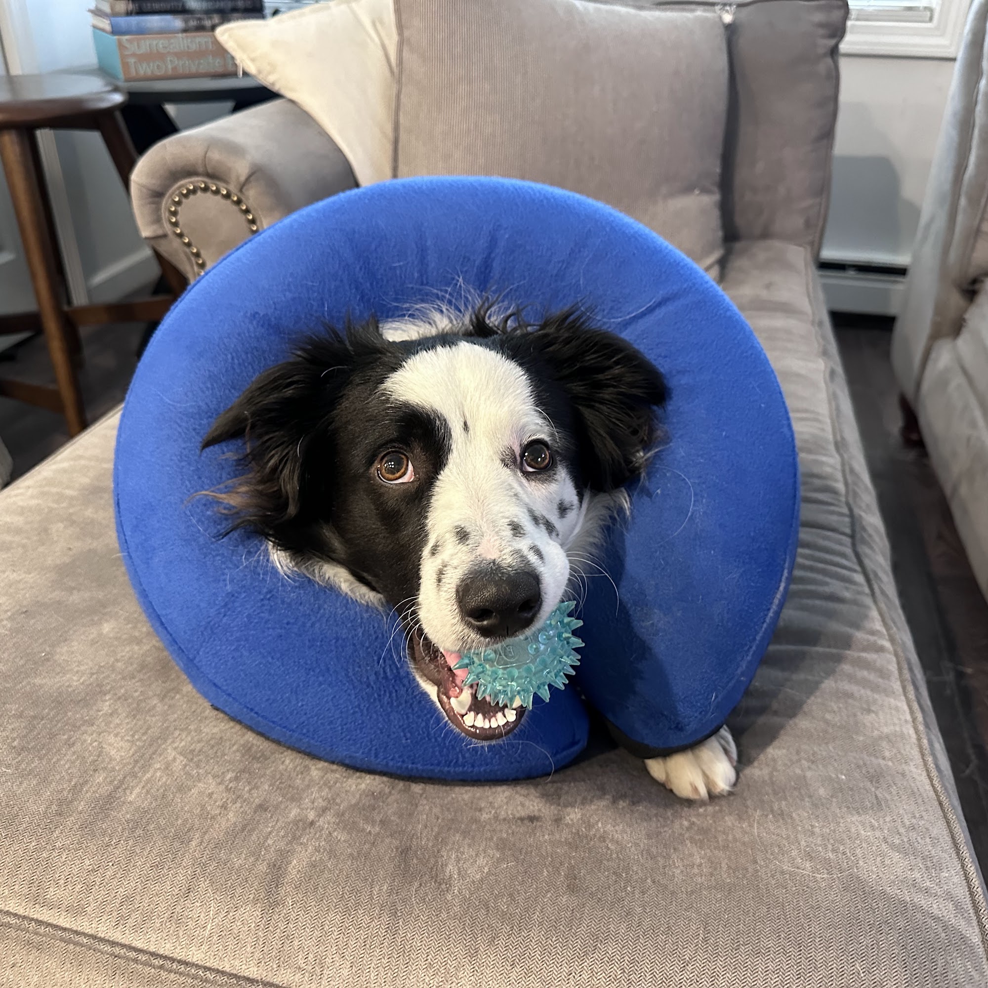 Lake Katrine Animal Hospital Lake Katrine