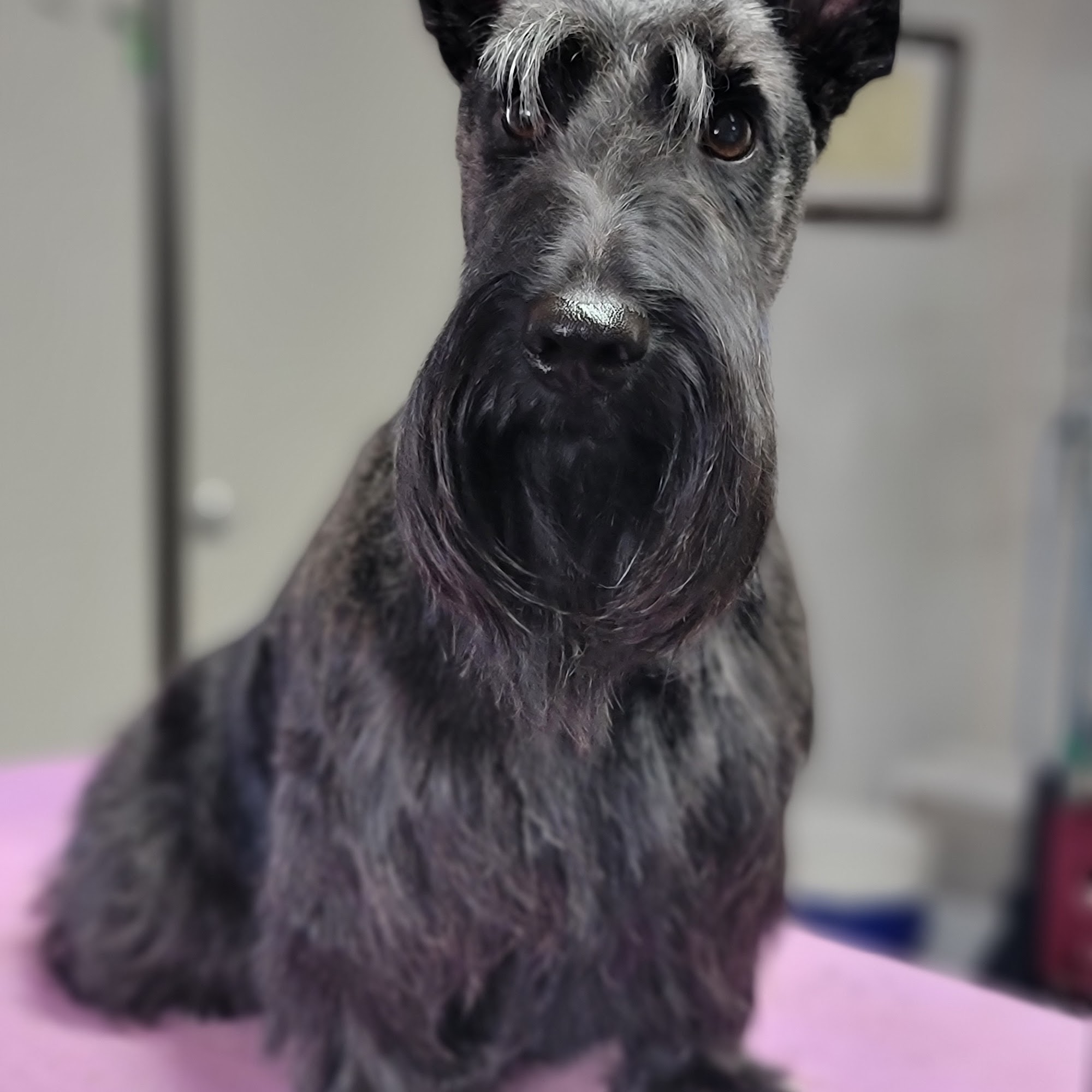 Sara's Dog Works Lake Katrine