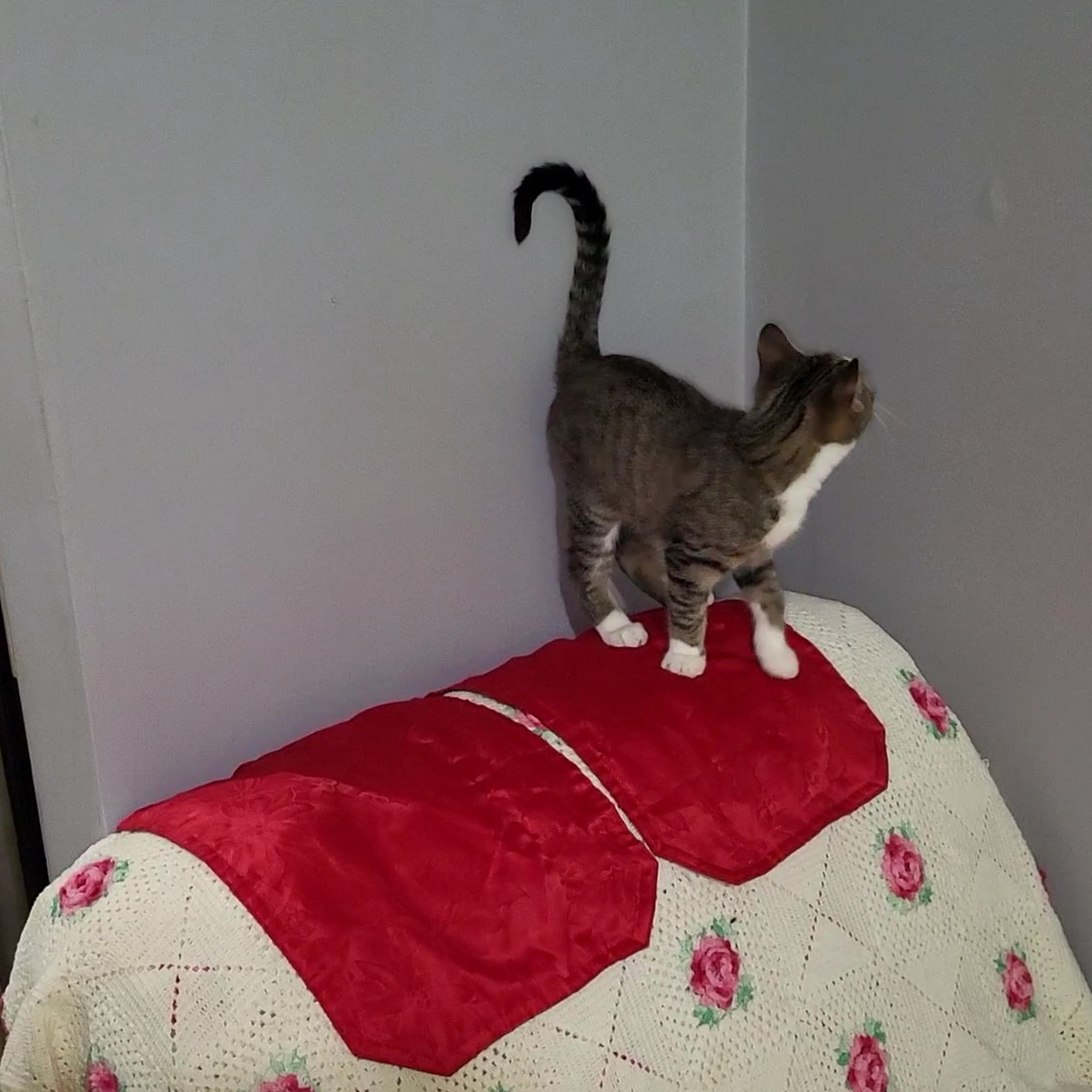 Hawkins Animal Hospital & Wellness Center Lake Ronkonkoma