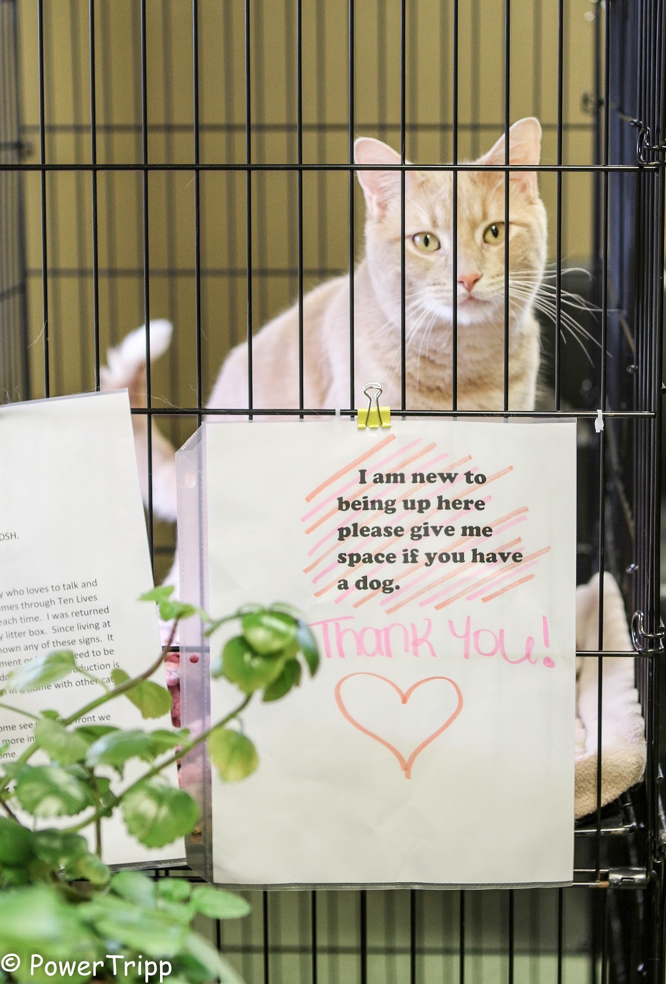 Alliance Animal Hospital Lancaster