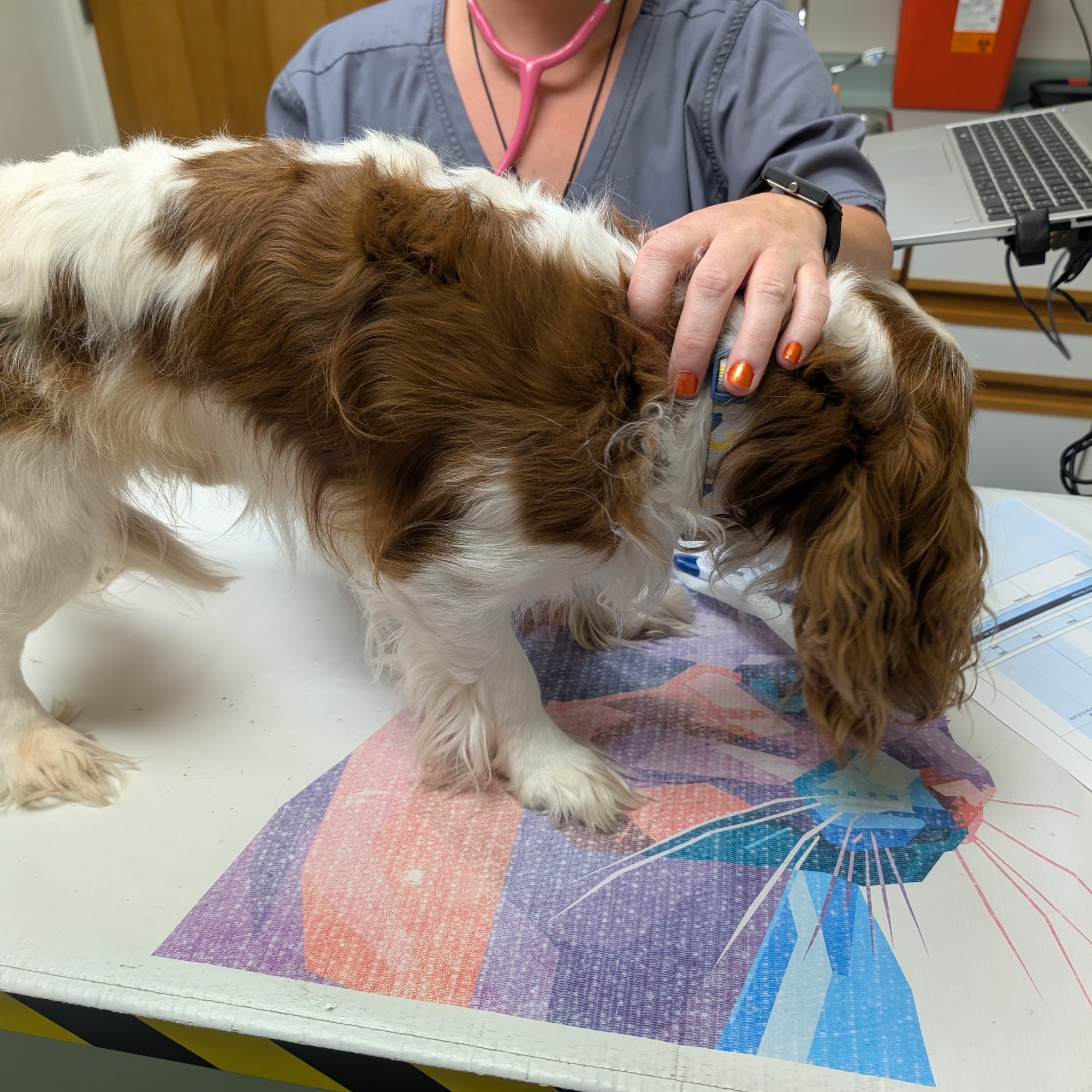 Alliance Animal Hospital Lancaster