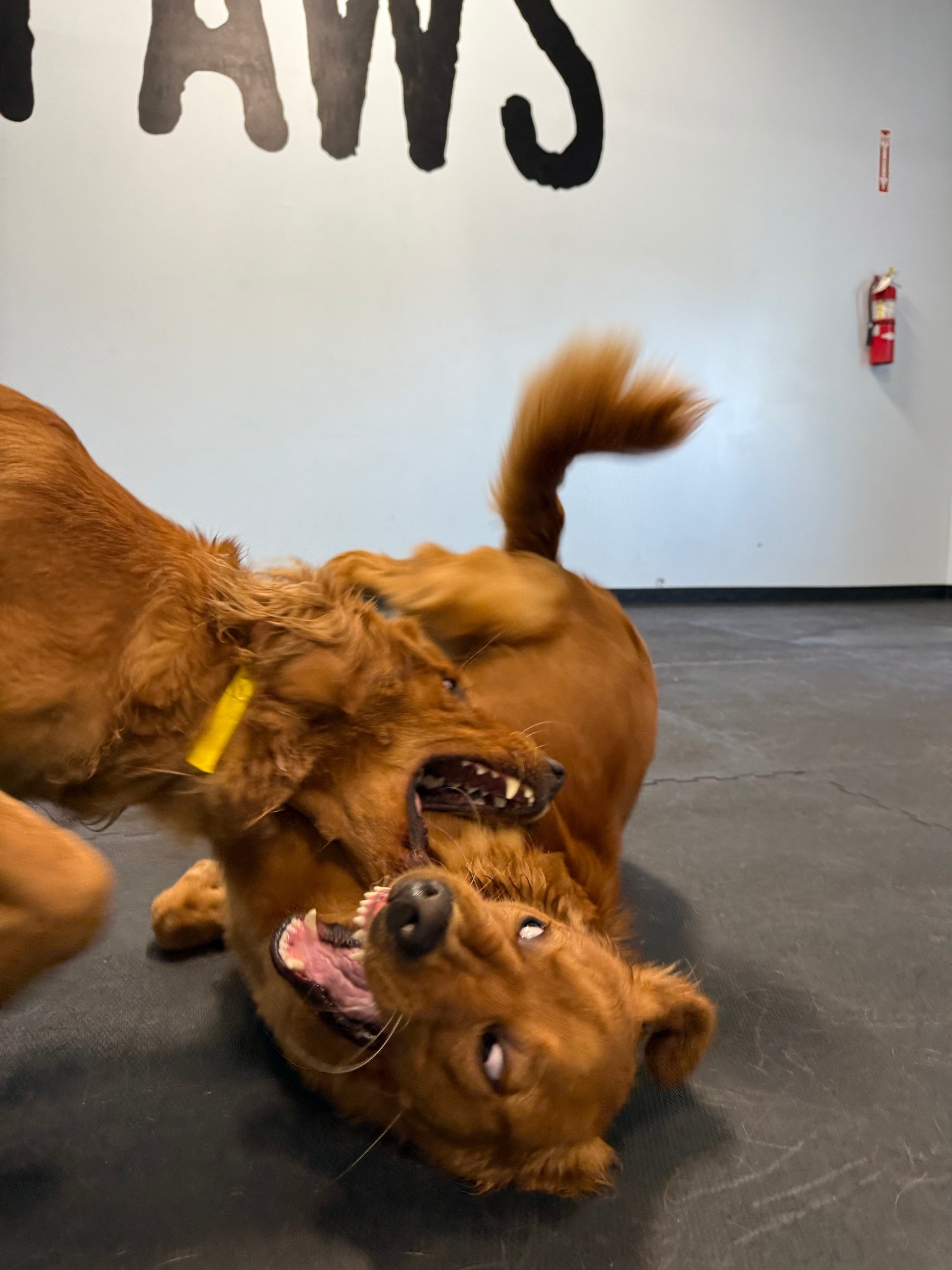 Paws Canine Activity Center Lancaster