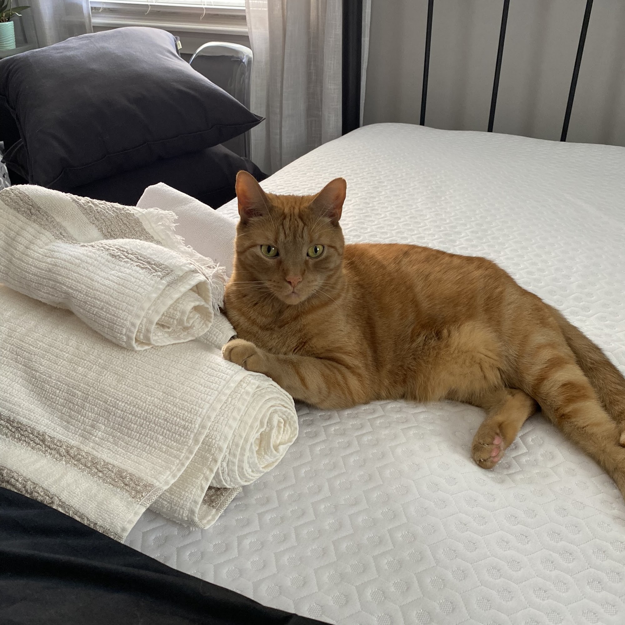 Larchmont Animal Hospital Larchmont