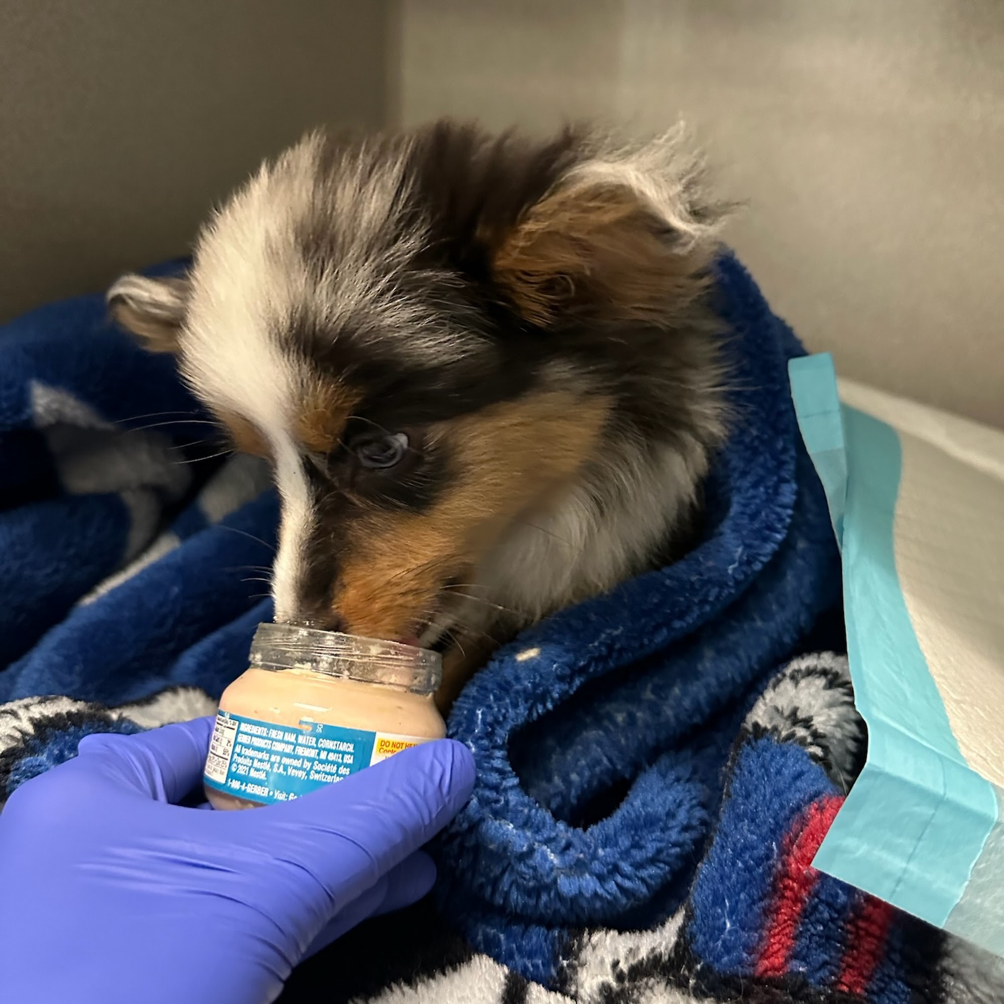 Capital District Veterinary Referral Hospital Latham