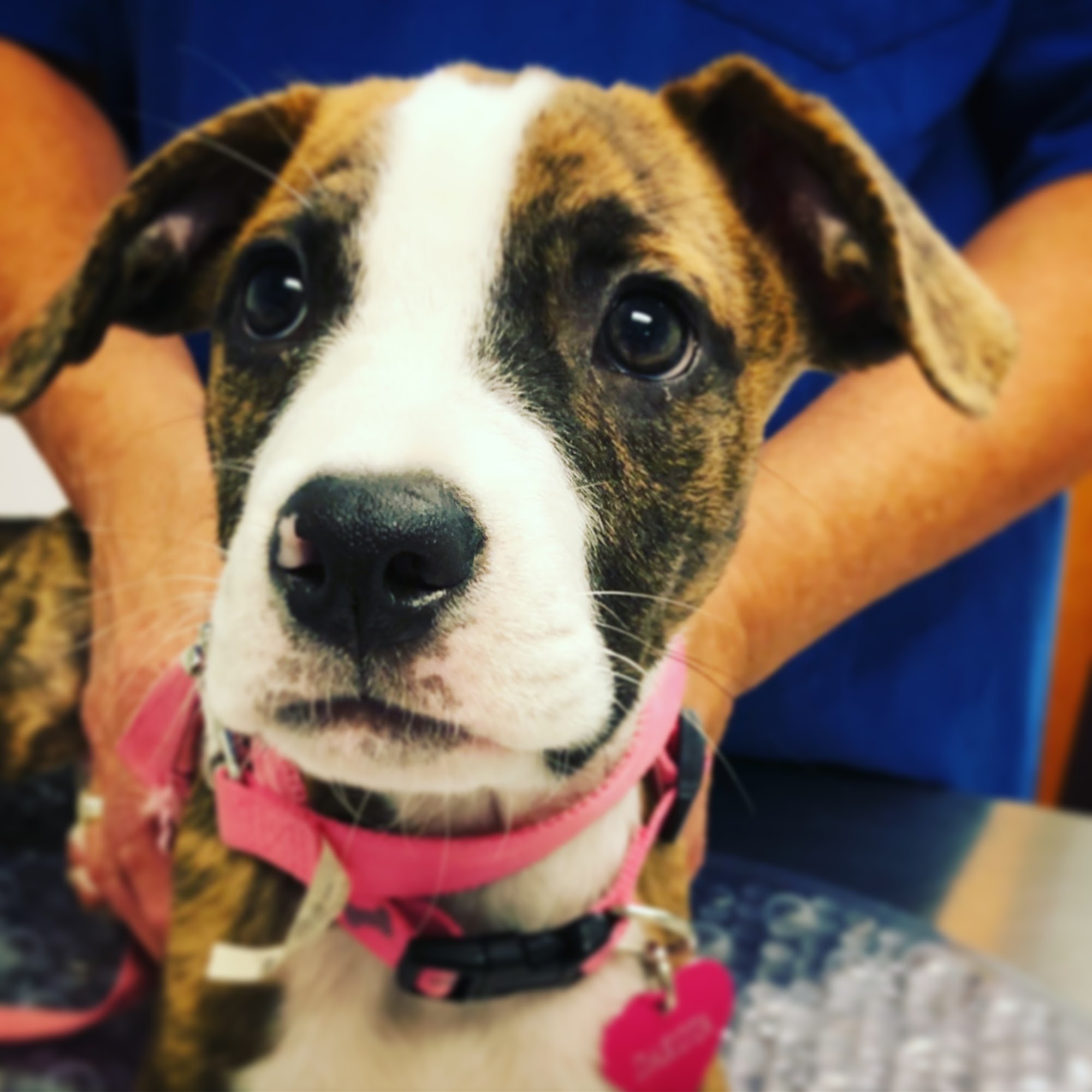 Latham Animal Hospital Latham