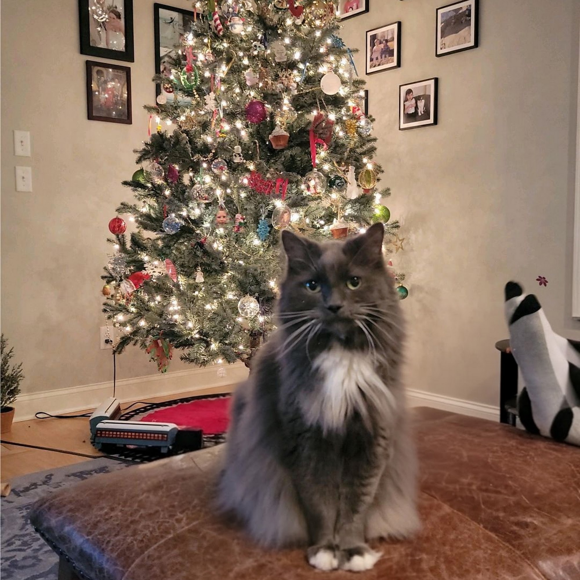 Upstate Veterinary Specialties Latham