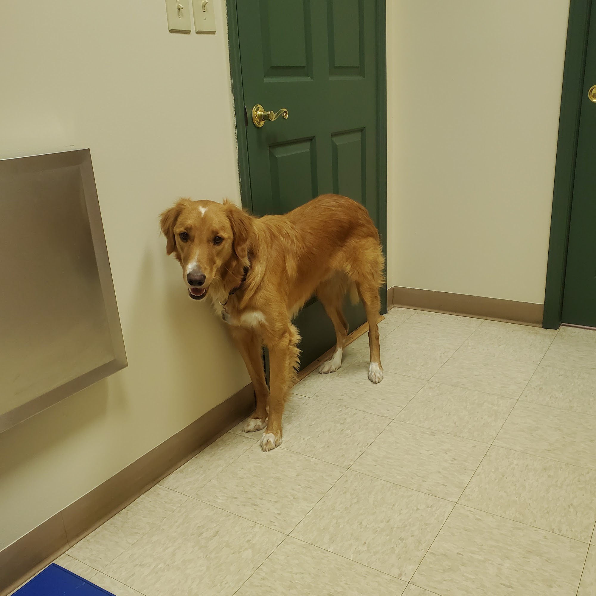 Bayberry Veterinary Care Latham