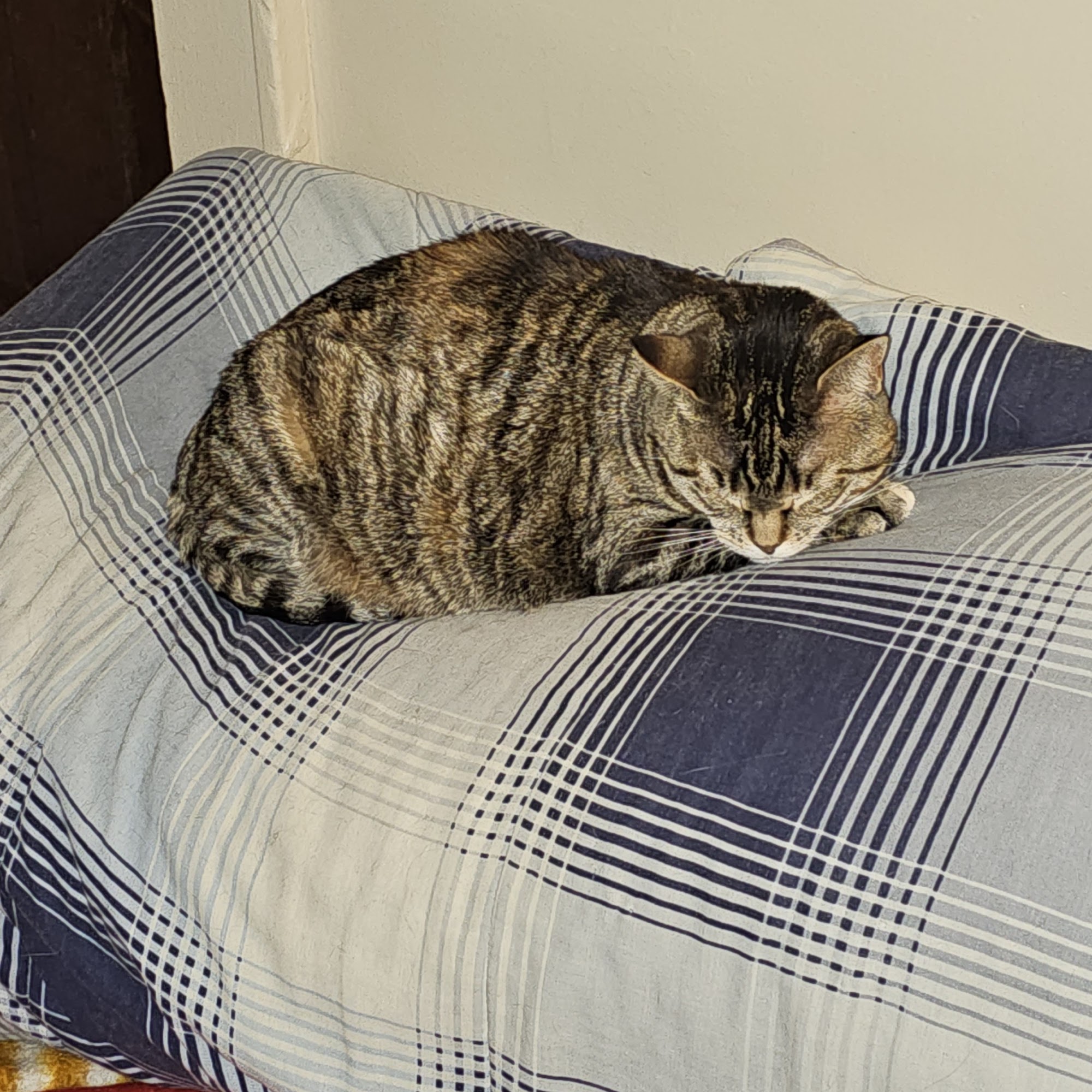 Latham Animal Hospital: Rafter Maria DVM Latham