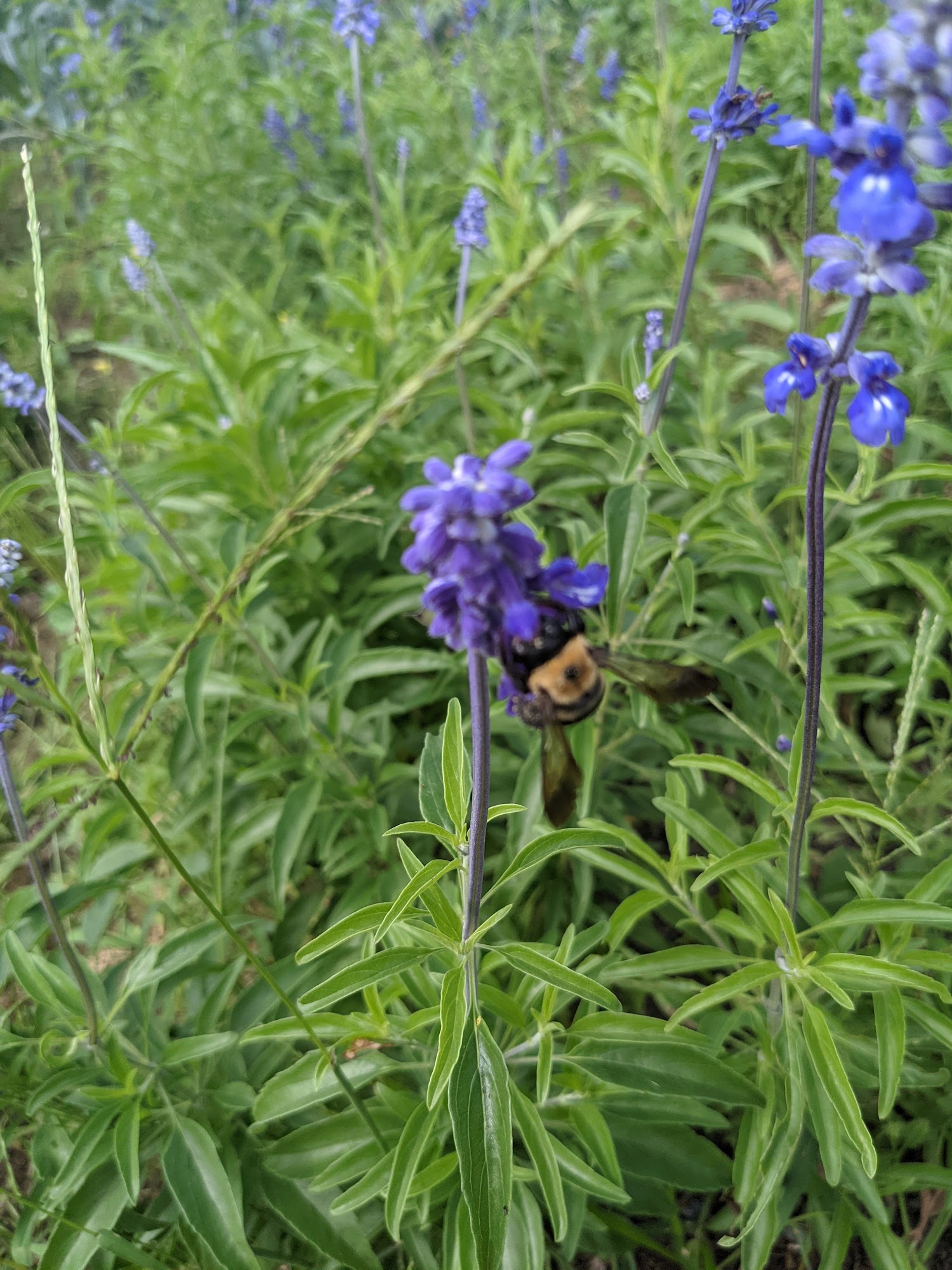 Forts Ferry Farm Latham