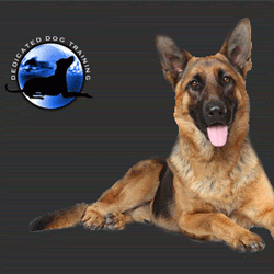 Dedicated Dog Training Levittown